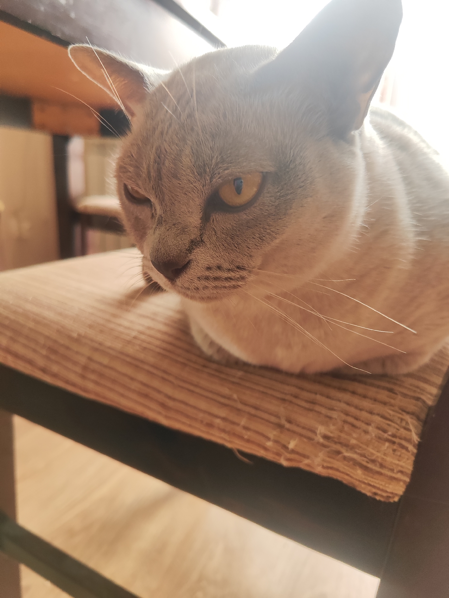 A close-up, eye-level shot features a light gray cat with amber eyes lying on a striped chair cushion. The cat's face is turned to the left, with its left eye squinting slightly. Sunlight streams in from the right, creating a bright, hazy effect on the cat's fur and right ear. The background shows a wooden table and a glimpse of another chair. The scene appears to be indoors, possibly in a home setting in Gvardeysk, Russia, though this specific location cannot be definitively determined from the visual information alone.