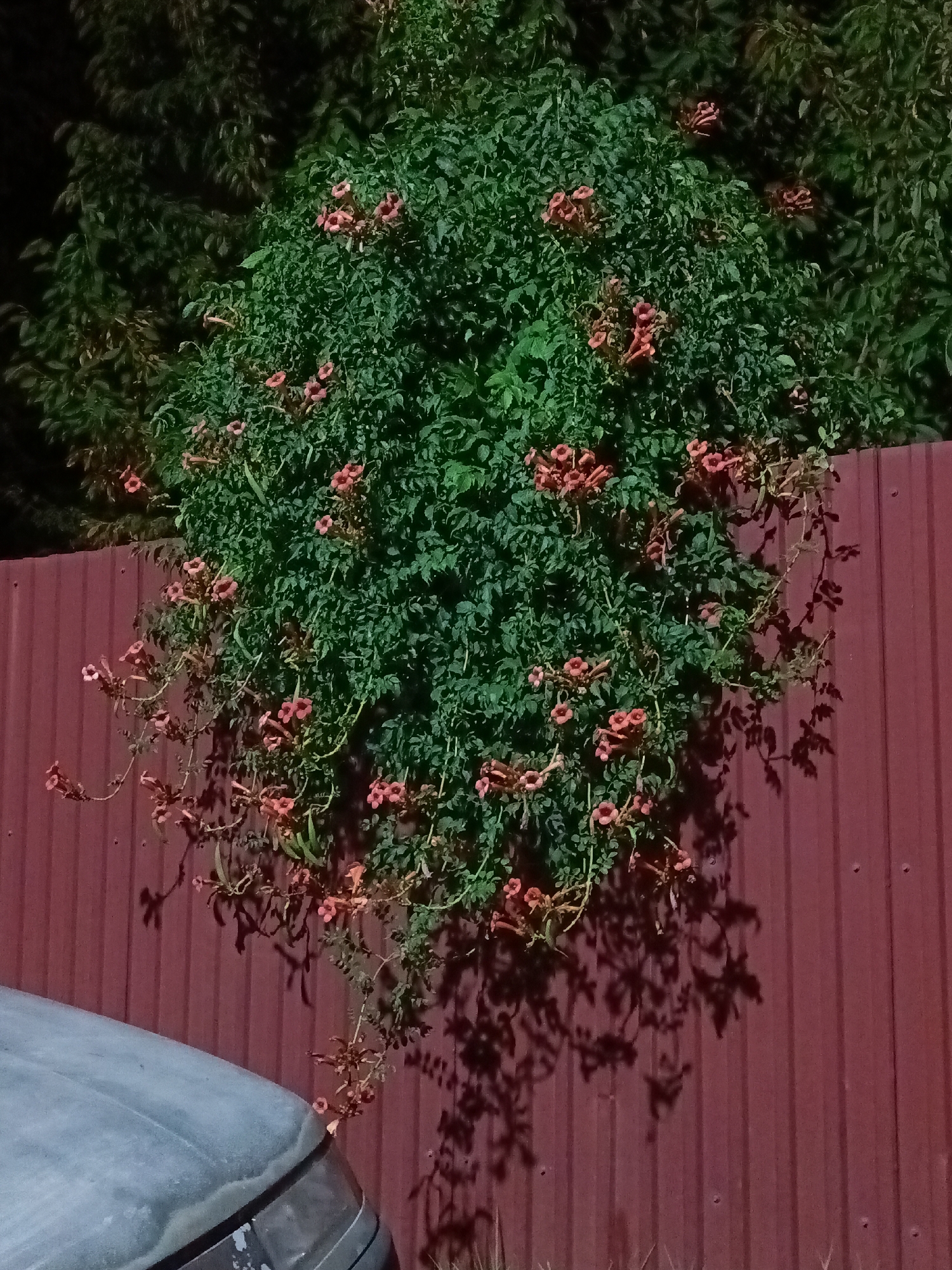 An overgrowth of green foliage with pinkish-orange tubular flowers climbs a dark red corrugated metal fence. The fence is partially obscured by the bottom left of a light blue car. The scene is dimly lit, casting shadows of the plants onto the fence, suggesting it is nighttime. The background consists of dark green trees. The location is an outdoor residential area in Shymkent, Kazakhstan.