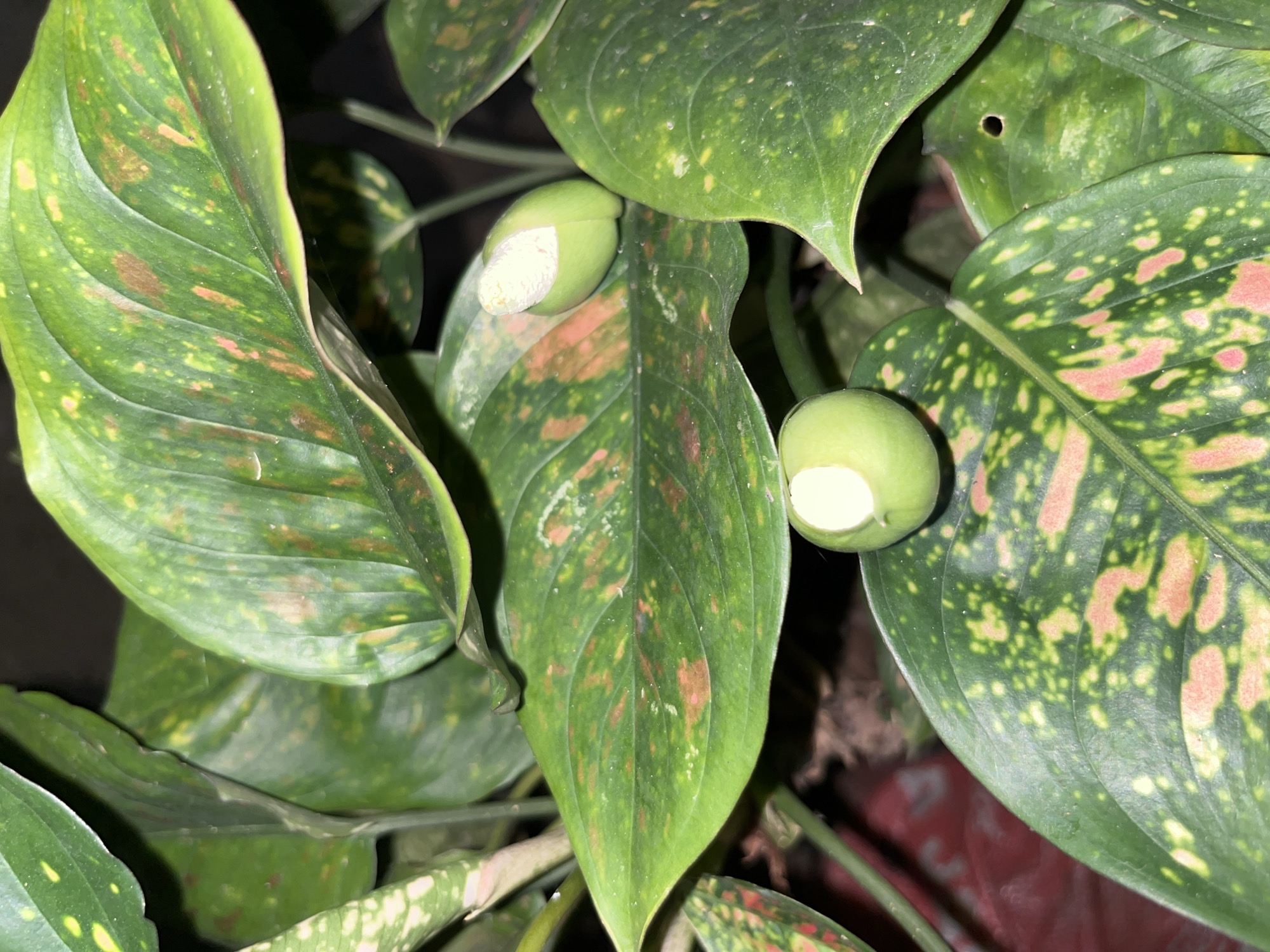 The image shows a close-up view of a Dieffenbachia plant with two green flower buds. The leaves of the plant are large and ovate, with a mottled pattern of green, yellow, and pinkish-red spots. The flower buds are elongated and ovoid, with a white, papery spadix partially exposed at the tip. The plant is indoors, as indicated by the artificial lighting and dark background. The location in Lhokseumawe, Indonesia is not discernible from the image itself.