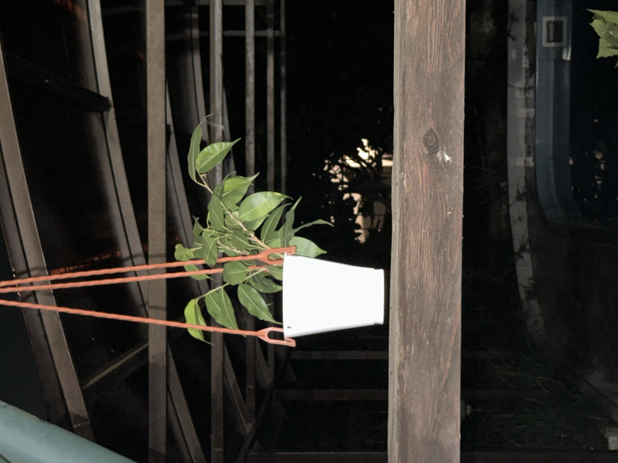 The image shows a white pot with a ficus plant hanging from an orange string. The pot and plant are suspended in front of a dark background, likely outdoors at night. Behind the plant, a wooden structure with metal beams is visible, suggesting it might be a gazebo or a covered patio. In the lower part of the image, a dark surface with a rectangular shape, possibly a swimming pool, is visible. The scene appears to be in a residential area with some foliage in the background. Based on the visible elements and the surrounding context, the location is likely a backyard or a patio area in Sochi, Russia.