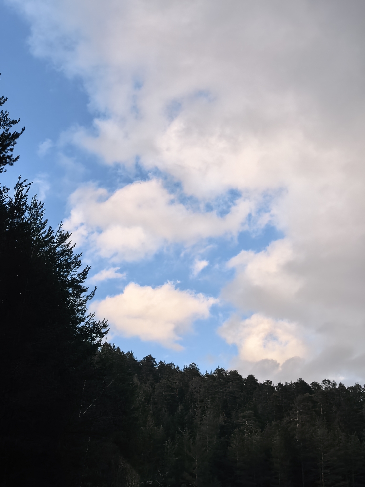 The image shows a forest landscape with a view of the sky. The foreground is dominated by dark, silhouetted trees lining the left side of the frame and extending across the bottom. A dense forest of conifers occupies the middle ground, its dark green mass contrasting with the sky. The sky, taking up a significant portion of the image, features a mix of clear blue patches and fluffy white and grey clouds. The clouds have hints of warm tones, possibly from the setting or rising sun. There are no people or discernible objects in the scene apart from the trees and sky. The location is Unknown, Unknown.
