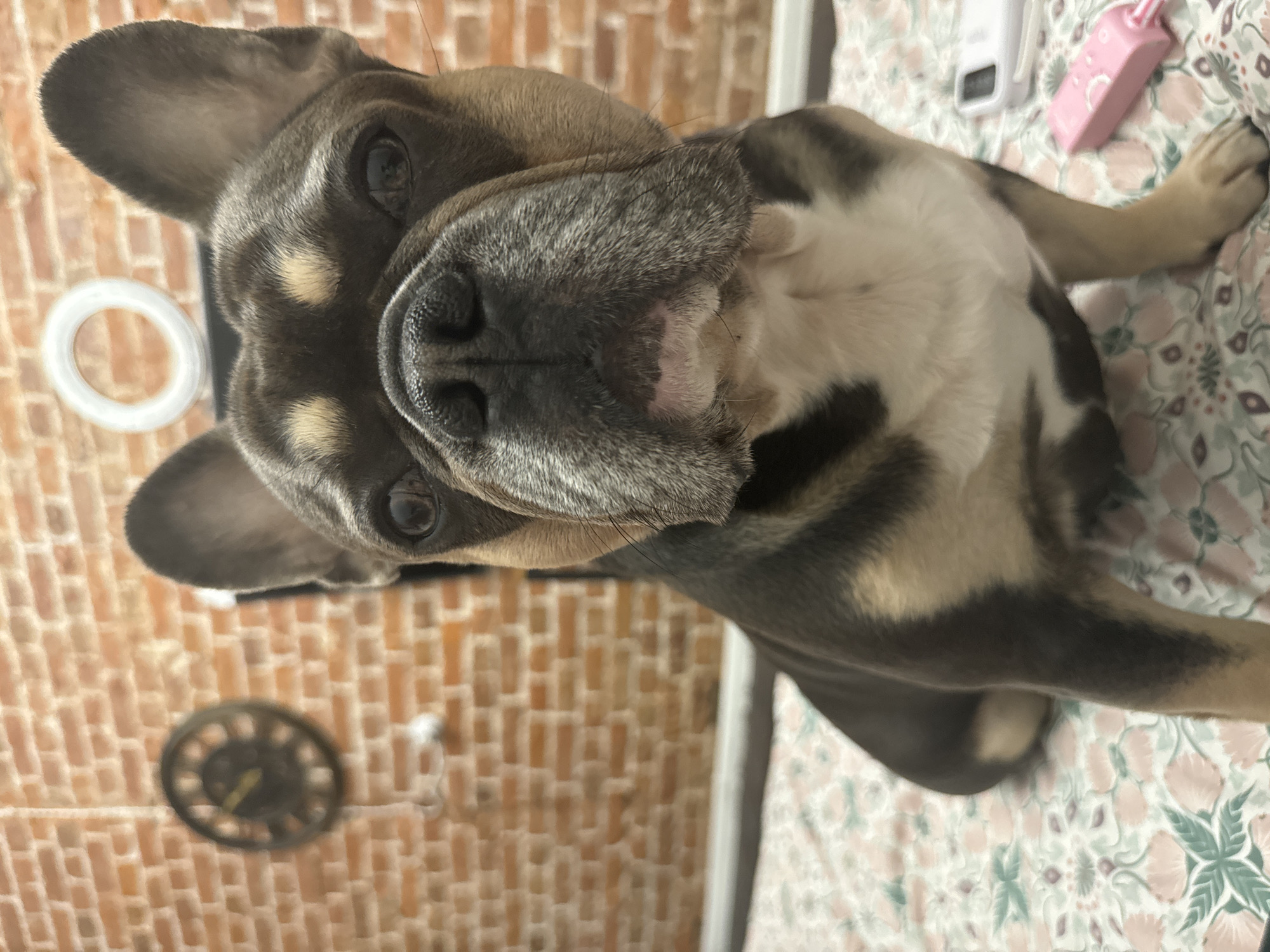 A French bulldog sits on a floral-patterned surface. The dog has a brindle coat with tan markings. In the background, a brick wall is visible, with a round clock and a ring light. To the right, there are two small, light-colored objects on the surface. The image was captured in Saint Petersburg, Russia.
