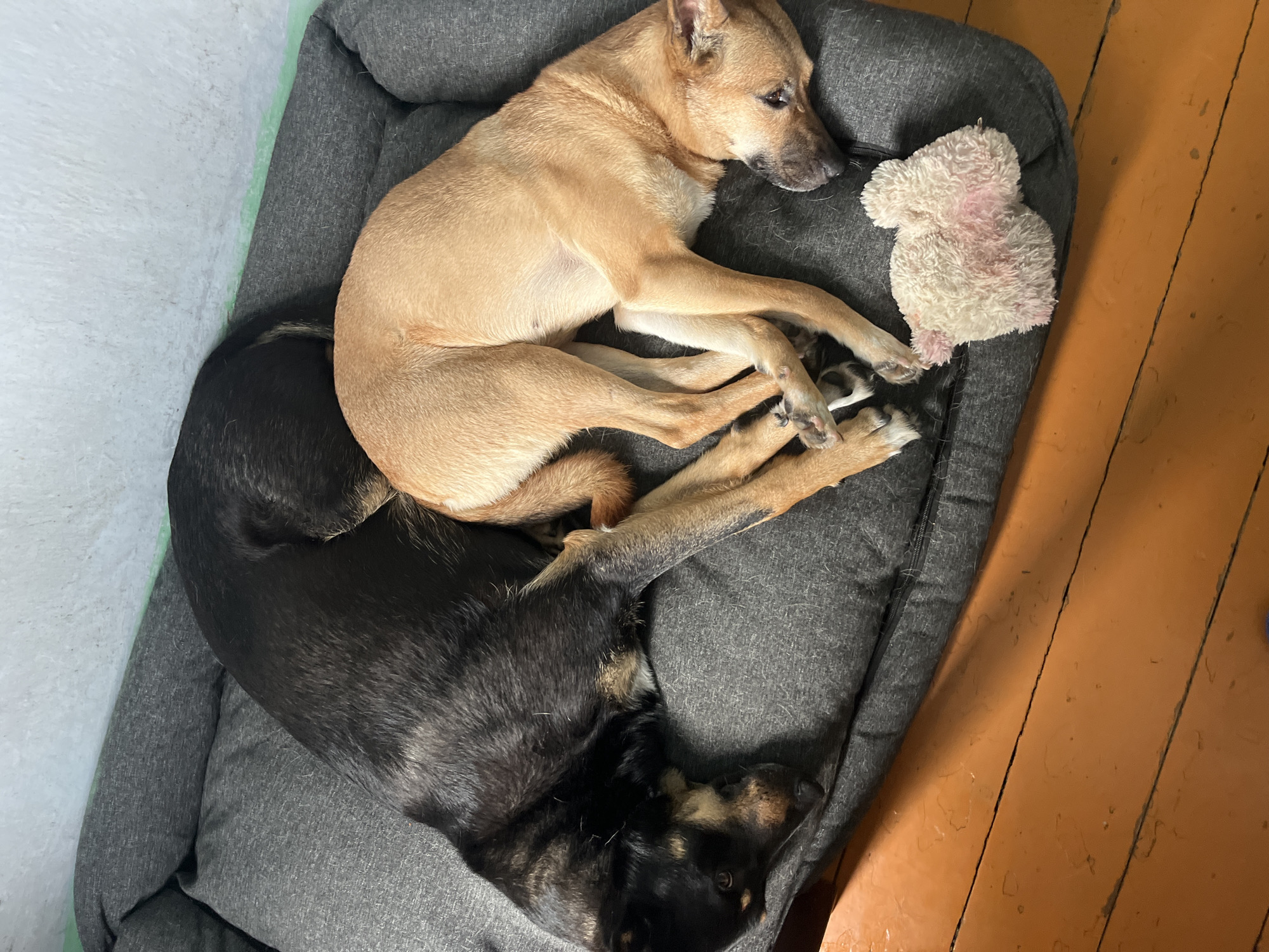 Two dogs are sleeping curled up together on a gray dog bed. The dog on top is light brown and has its head resting on its paws. It appears to be a medium-sized dog. Underneath it, a darker dog, mostly black with some brown markings, is snuggled close. This dog's head is also resting, and its eyes are closed. Beside the light brown dog, a small, fuzzy, pink and white stuffed animal lies on the bed. The dog bed is placed on a wooden floor, which is painted orange and shows signs of wear. The overall scene suggests a peaceful, domestic setting, likely indoors. The lighting appears to be natural, possibly from a window, and given the context of pets sleeping, it could be any time of day, though a calm atmosphere suggests it might be during a quiet period like morning or late afternoon. There is no visible text in the image. The setting appears to be inside a home in Nizhny Tagil, Russia, given the provided context.