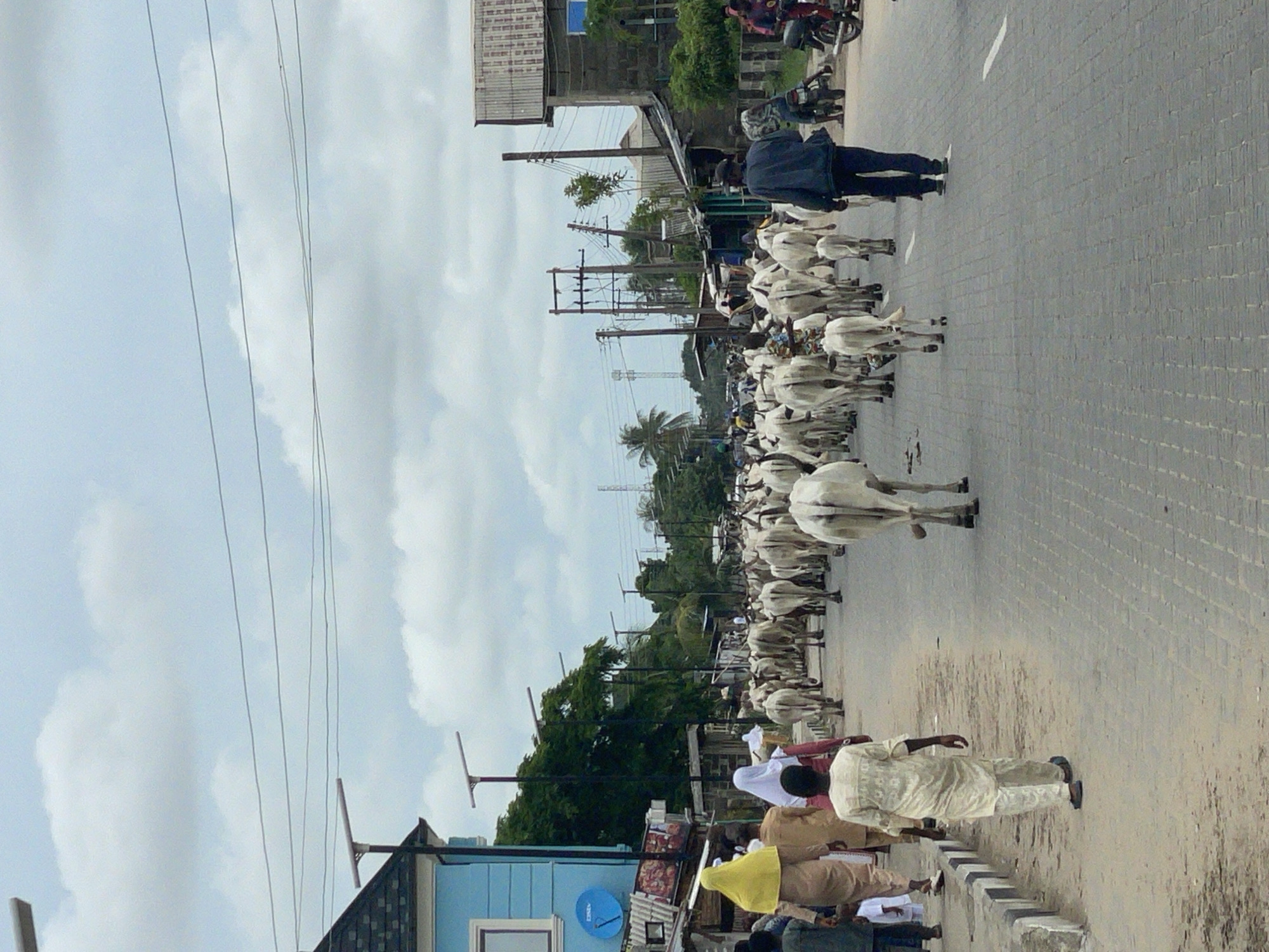 The image depicts a large herd of white cattle being herded along a paved road, likely in a residential or commercial area of Badagry, Nigeria. People are walking alongside and behind the cattle, some dressed in traditional Nigerian attire. Power lines and utility poles are visible overhead. Buildings line the side of the road. The sky is overcast.