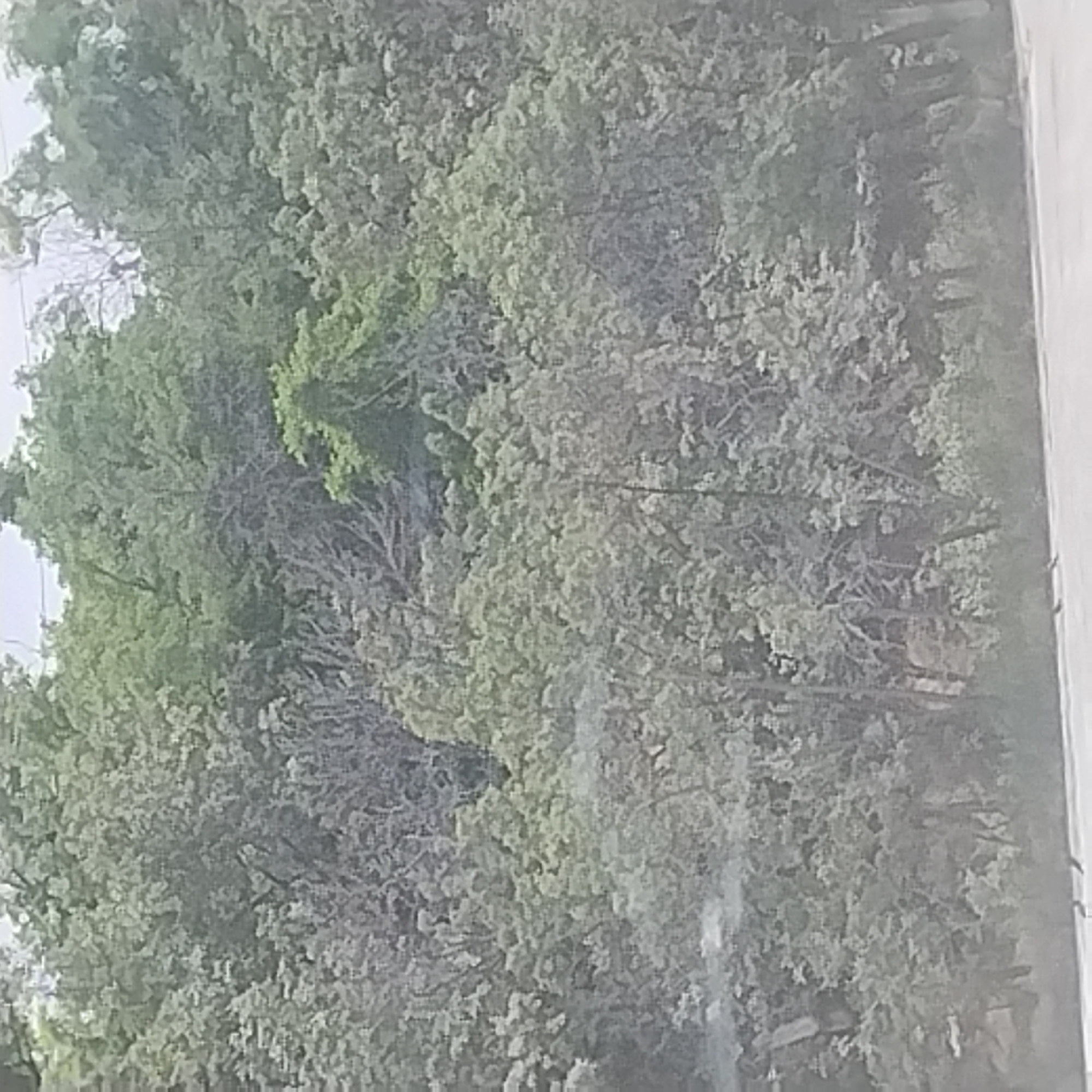 This media file is a photograph of a dense canopy of trees, primarily green and gray in color. The foliage is thick, with many branches and leaves visible, creating a textured and somewhat abstract pattern. Some areas of the trees are lighter green, suggesting newer growth or different species, while others are a muted gray, possibly indicating older branches or a lack of leaves. The overall impression is of an overgrown natural setting, possibly a forest or a very well-established garden.
The lighting in the image is diffused, making it difficult to ascertain the exact time of day, though it appears to be daytime. There are no distinct shadows to indicate the sun's position. The weather appears to be overcast or the lighting is simply not direct. There are no clear location cues within the image itself to pinpoint a specific place beyond it being a natural environment with trees. The image is vertically oriented and appears to have been taken from a slightly elevated position looking down into the tree canopy. There is a sliver of what appears to be a white, flat surface on the right edge of the image, possibly a wall or a building, but it is mostly out of frame and does not provide significant context. No people, objects, or specific activities are discernible within the dense foliage. There is no visible text in the image.