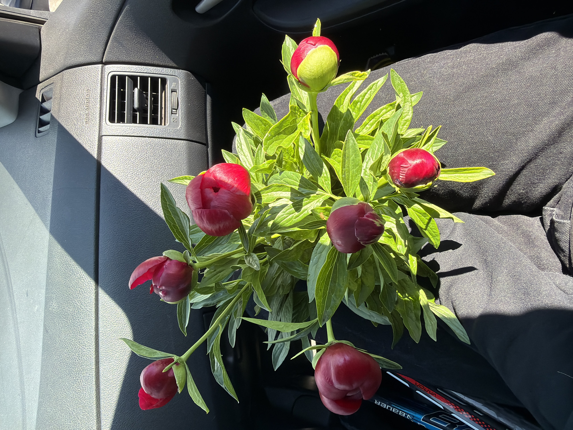 The image shows a bouquet of red peony buds and green leaves placed on a person's lap inside a car. The car's dashboard and air vent are visible in the background. A Bauer hockey stick is also visible in the lower right corner. The location is unspecified, so the connection to the city of Chaikovsky, Russia, is not present in the image.
