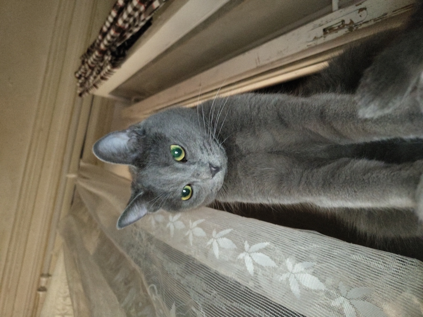 A close-up, low-angle shot captures a Russian Blue cat with striking green eyes, looking directly into the camera. The cat is positioned in front of a sheer, white curtain with a subtle floral pattern. To the right of the cat, a window frame is visible, with what appears to be a plaid curtain or fabric hanging behind it. The background consists of wooden beams and a ceiling, suggesting an indoor setting. The lighting appears to be natural, coming from above and slightly to the left. The cat's fur is a uniform grey, and its whiskers are prominent. The overall impression is one of a curious and perhaps slightly mischievous feline observing its surroundings.
