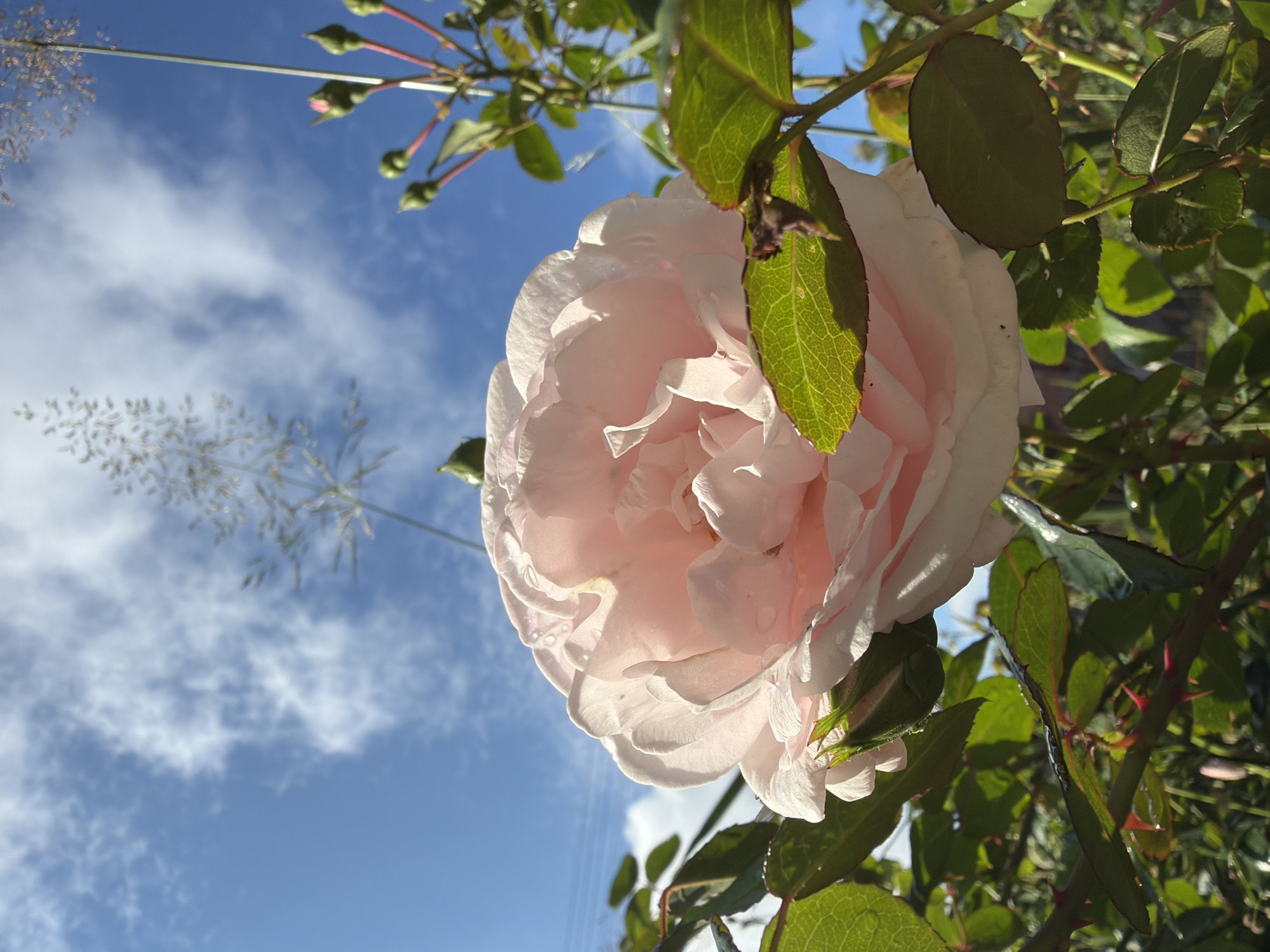 A light pink rose in full bloom is the central subject of this outdoor, low-angle photograph. The rose, with its many ruffled petals, is positioned in the lower center of the frame and extends towards the upper left. It is surrounded by green rose leaves, some of which are in sharp focus and show prominent vein detail. The rose has visible dew drops on its petals. In the background, a clear blue sky with scattered white clouds is visible. Above and slightly to the right of the rose, a stem with several green rose buds topped with pink is visible, along with wispy, dry grass stalks. In the far upper left, a thin strand of what appears to be power lines stretches across the sky. The environment suggests a garden or natural outdoor setting. There are no people or animals in the image. The photograph was taken in Папярнянскі сельскі Савет, Belarus.