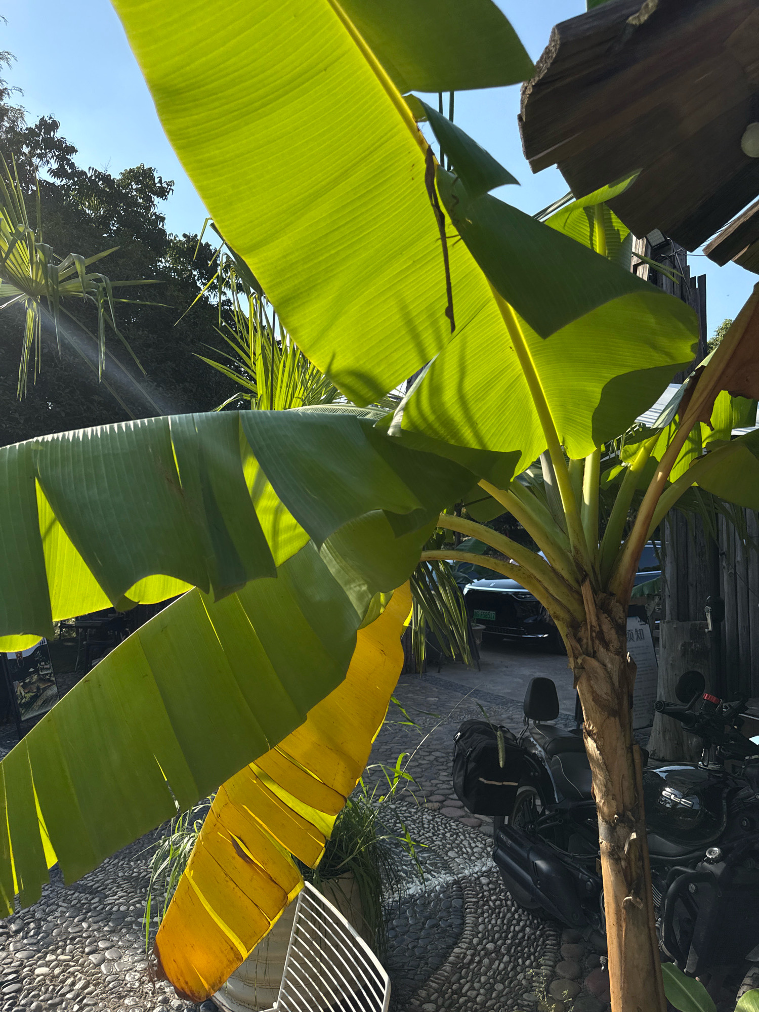 In Yiwu, China, a motorcycle is parked on a pebble-covered ground next to a banana tree with large green leaves. A wooden structure with a thatched roof is visible above the banana tree. In the background, a dark-colored car is parked, and a wooden fence lines the area. The scene is illuminated by sunlight, casting shadows on the ground and the banana leaves. The image captures an outdoor setting, possibly a cafe or a residential area, with a tropical plant and a vehicle suggesting a warm climate.