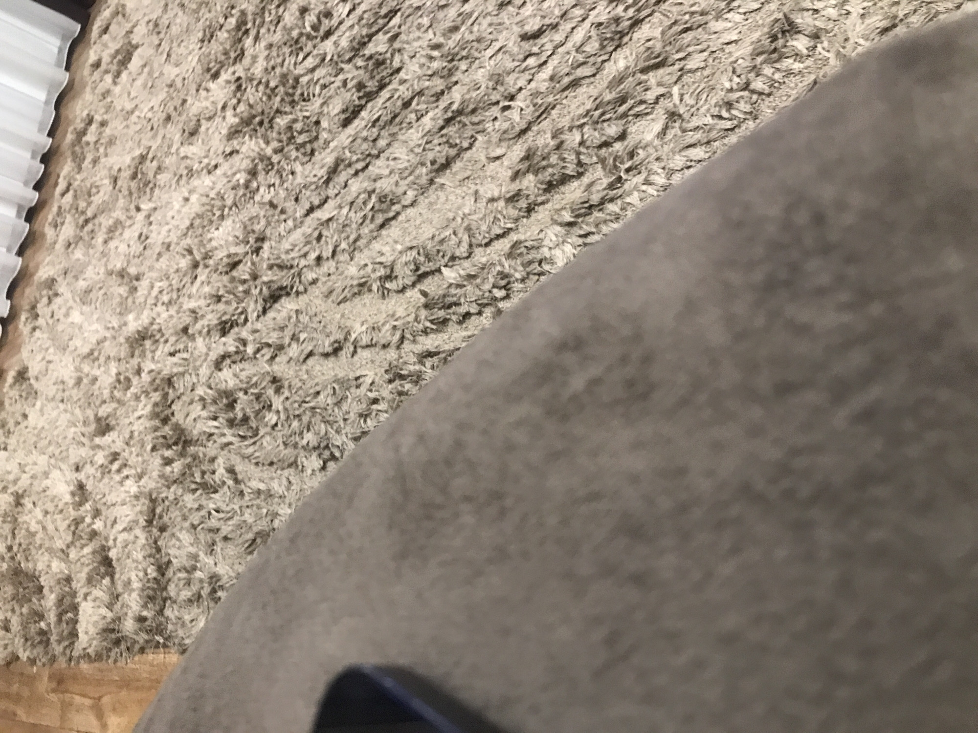 A close-up shot reveals a shaggy, light-beige carpet occupying a significant portion of the frame, with a corner of a gray upholstered object obscuring the bottom right and a white object in the upper left corner. The scene appears to be indoors. Location cannot be determined.