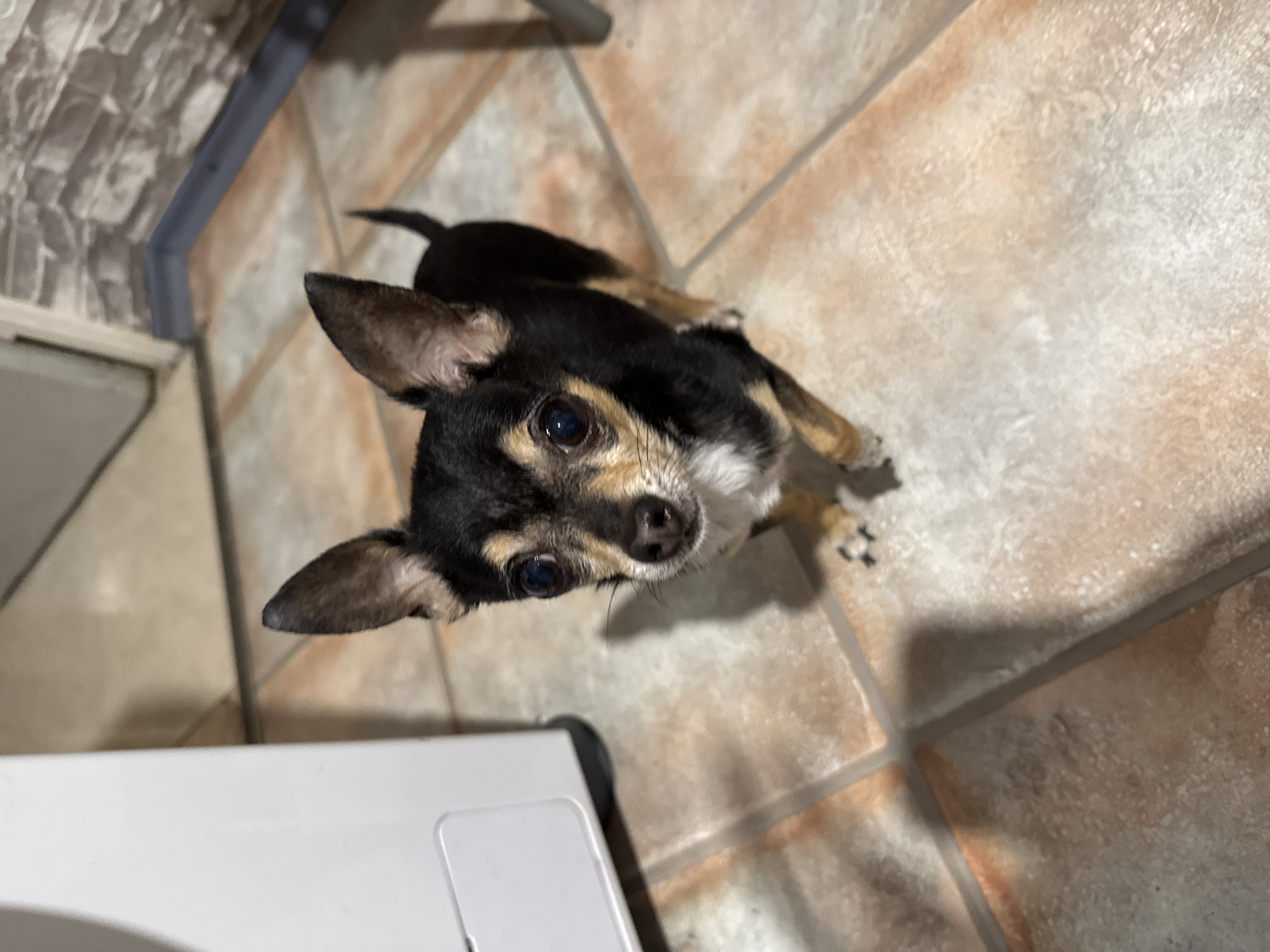 A small, black and tan Chihuahua dog stands on a tiled floor. The dog is looking up at the camera with large, dark eyes. Its ears are perked up. To the left of the dog, there is a large, white appliance with a silver handle. In the background, a wall is visible with a textured, brick-like pattern. The floor is made of square, beige tiles. The scene appears to be indoors, possibly in a kitchen or laundry room.