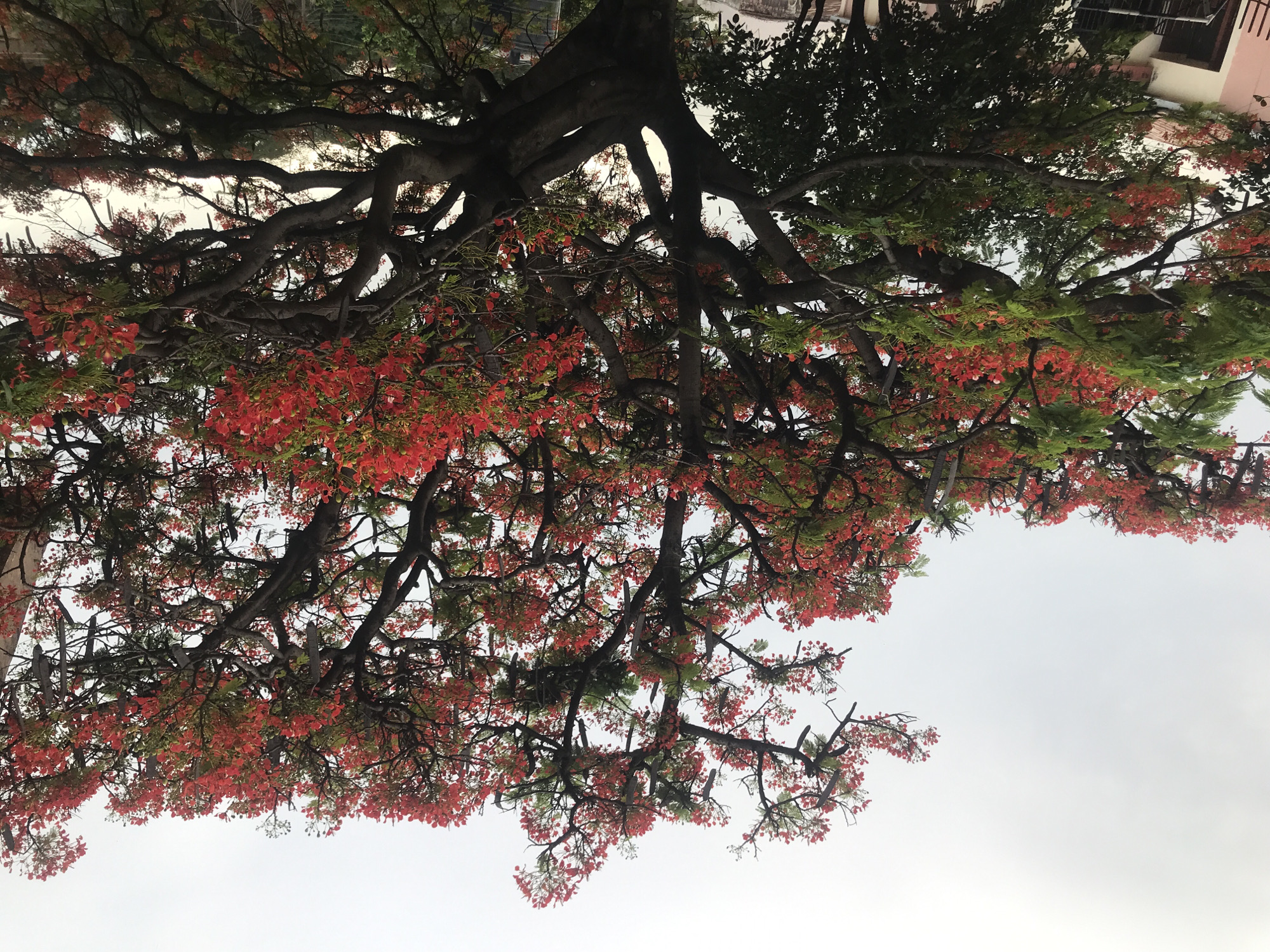 The image shows a large tree with vibrant red flowers in full bloom. The tree's branches are thick and gnarled, reaching out in all directions. The foliage is a mix of green leaves and bright red flowers, creating a striking contrast. In the background, hints of buildings and a fence suggest an urban or semi-urban setting. The sky is overcast, with a hazy, light gray tone. The scene appears to be located in Kabong, Nigeria, a residential area within the city of Jos. The tree is the primary focus, dominating the frame with its dramatic floral display.
