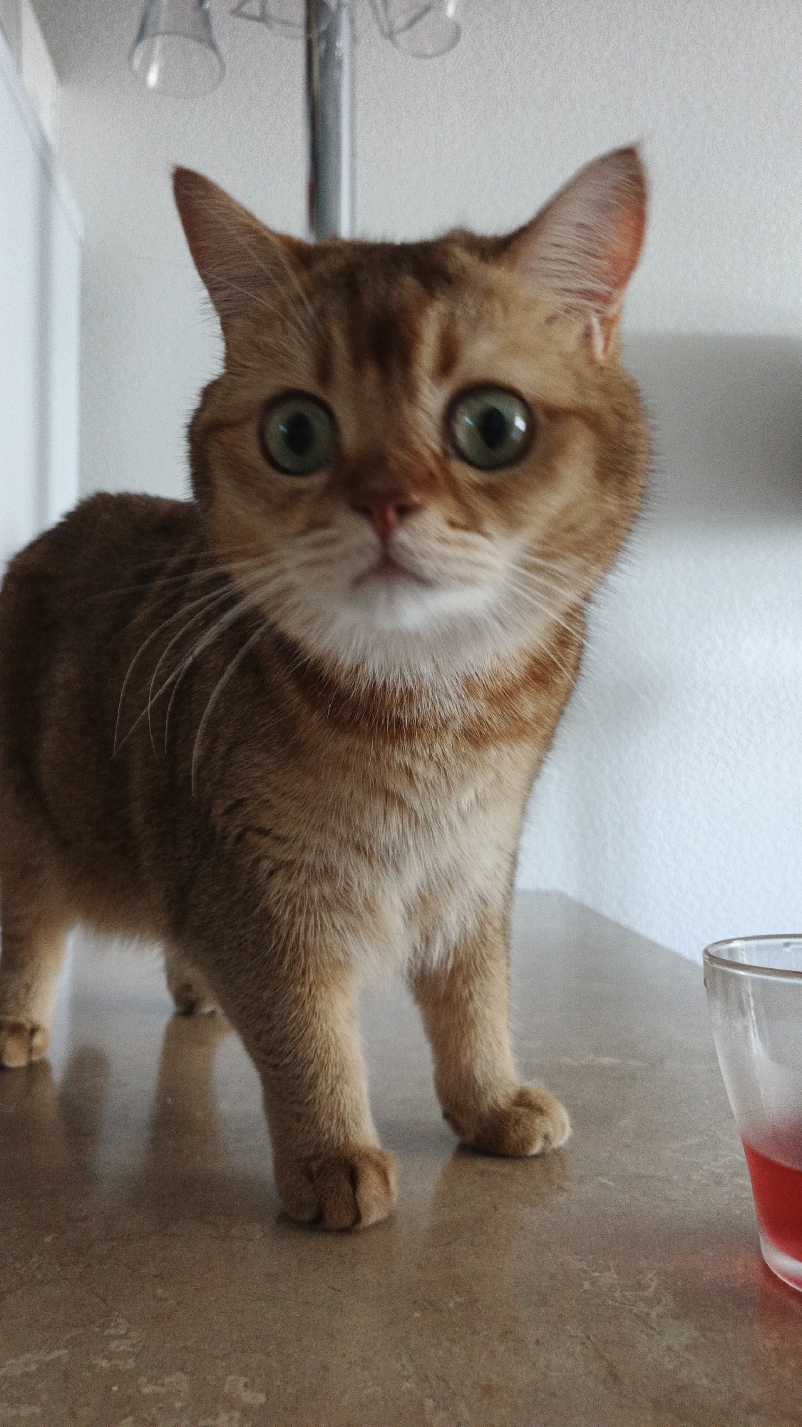 A close-up, eye-level shot captures an orange tabby cat standing on a countertop. The cat's large, green eyes are wide and looking directly at the camera, giving it an alert or surprised expression. Its fur is a warm ginger color with subtle darker tabby markings. The cat's paws are visible, with the front paws slightly forward. To the right of the cat, a clear glass cup containing a red liquid is partially visible. The background consists of a white wall and a light-colored, speckled countertop. The lighting suggests an indoor environment, possibly a kitchen or dining area. There is no indication of a specific location in Yekaterinburg, Russia.