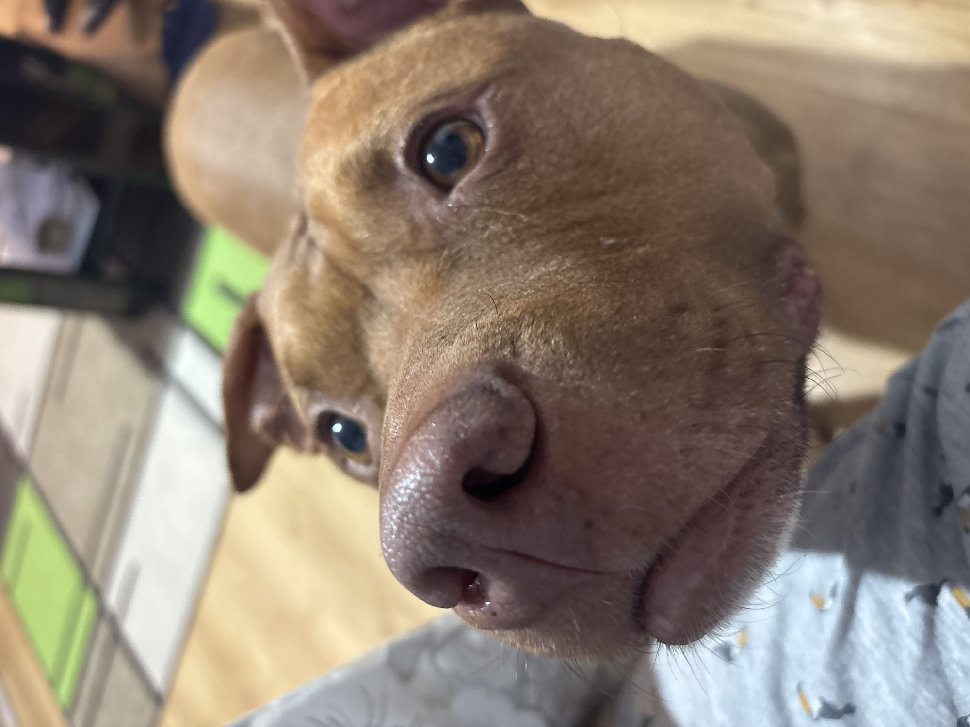 A close-up, high-angle shot focuses on the face of a brown dog, likely a pit bull mix. The dog's face dominates the frame, with its large, pink nose prominently displayed in the foreground. The dog has brown eyes and short, smooth fur. Part of a person's pajama top with a pattern of gray and black birds is visible in the lower right corner. The background includes a wooden floor and blurry objects such as cabinets in shades of white and green. There is no evidence to suggest that this image was taken in Sofia, Bulgaria.