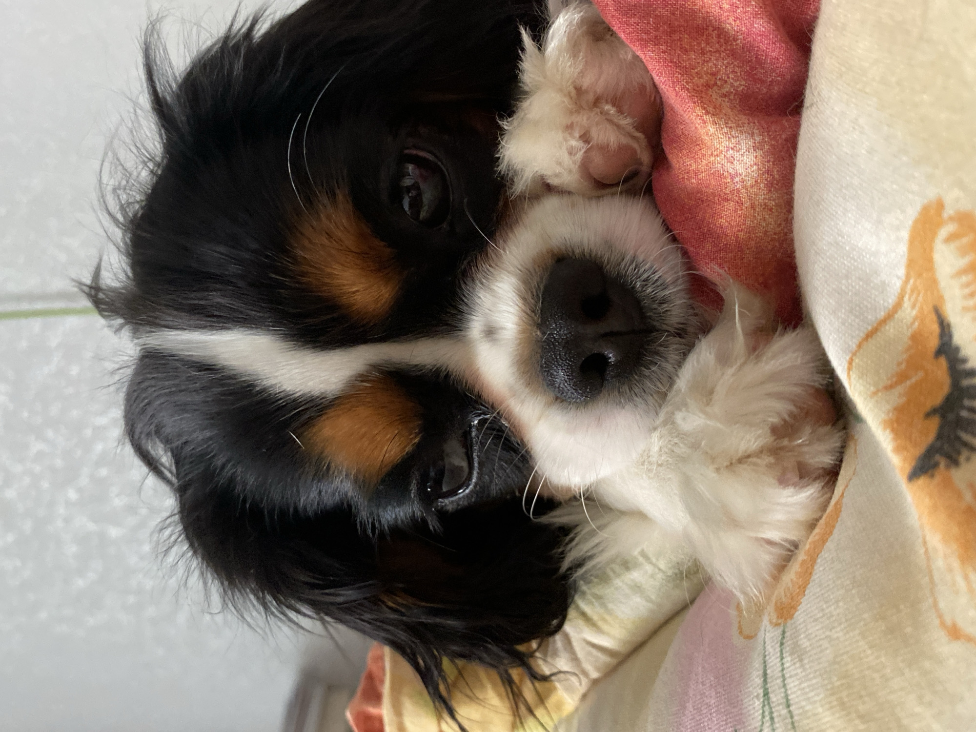 The image depicts a close-up of a Cavalier King Charles Spaniel lying down. The dog has tri-color fur (black, white, and brown). Its head is positioned between its paws on top of patterned blankets with varying shades of red, orange, yellow, and pink. No information suggests the location is Votkinsk, Russia.