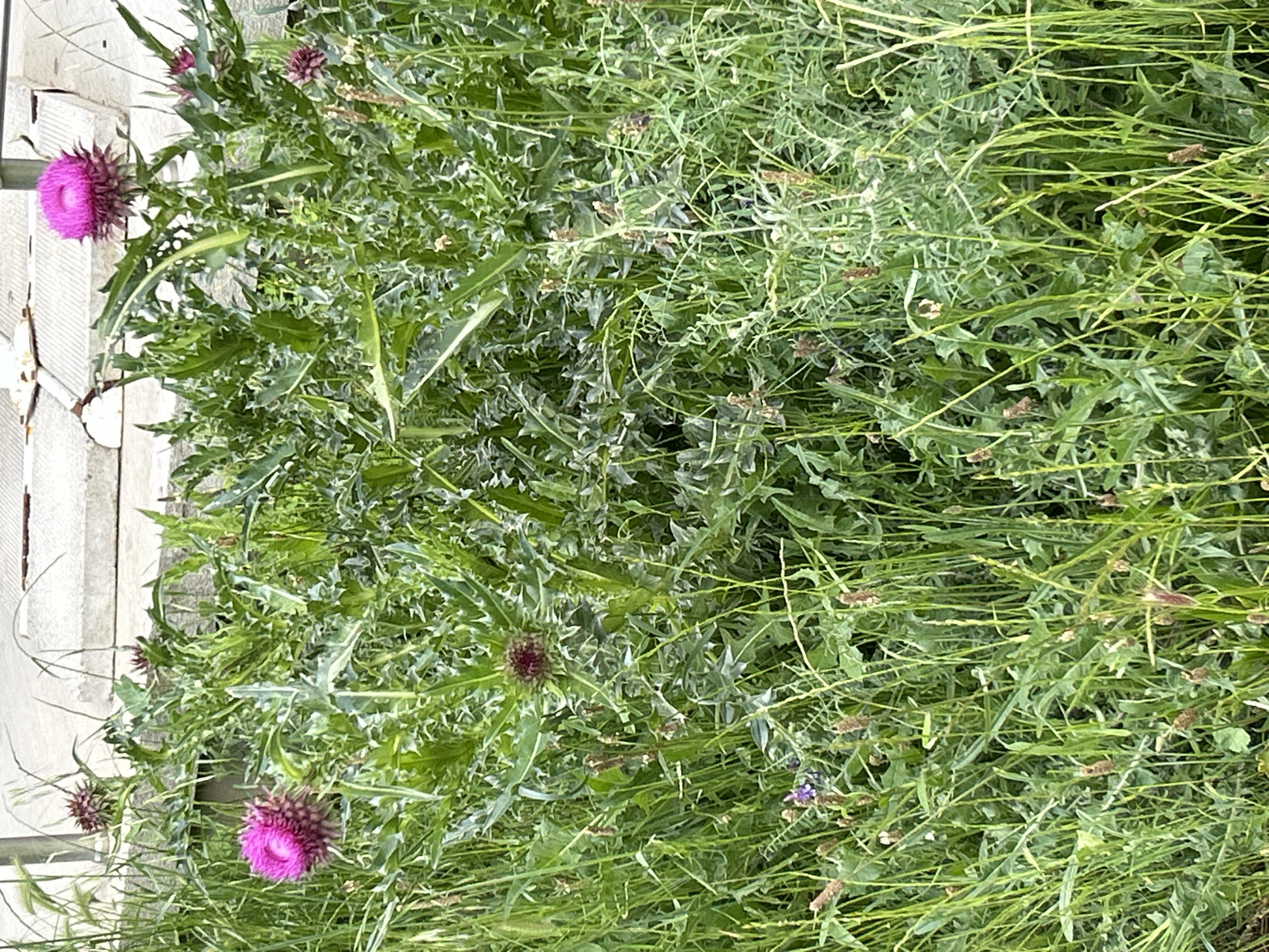 A ground-level, medium shot captures a dense patch of vegetation, primarily comprising thistles and grassy weeds. Several bright pink thistle flowers stand out against the surrounding greenery. The leaves of the thistles are spiky and sharp. Interspersed among the thistles are various types of grassy weeds. To the left of the frame, a section of a light-colored, possibly white, wooden or concrete structure is visible. The overall impression is of a neglected or overgrown area.