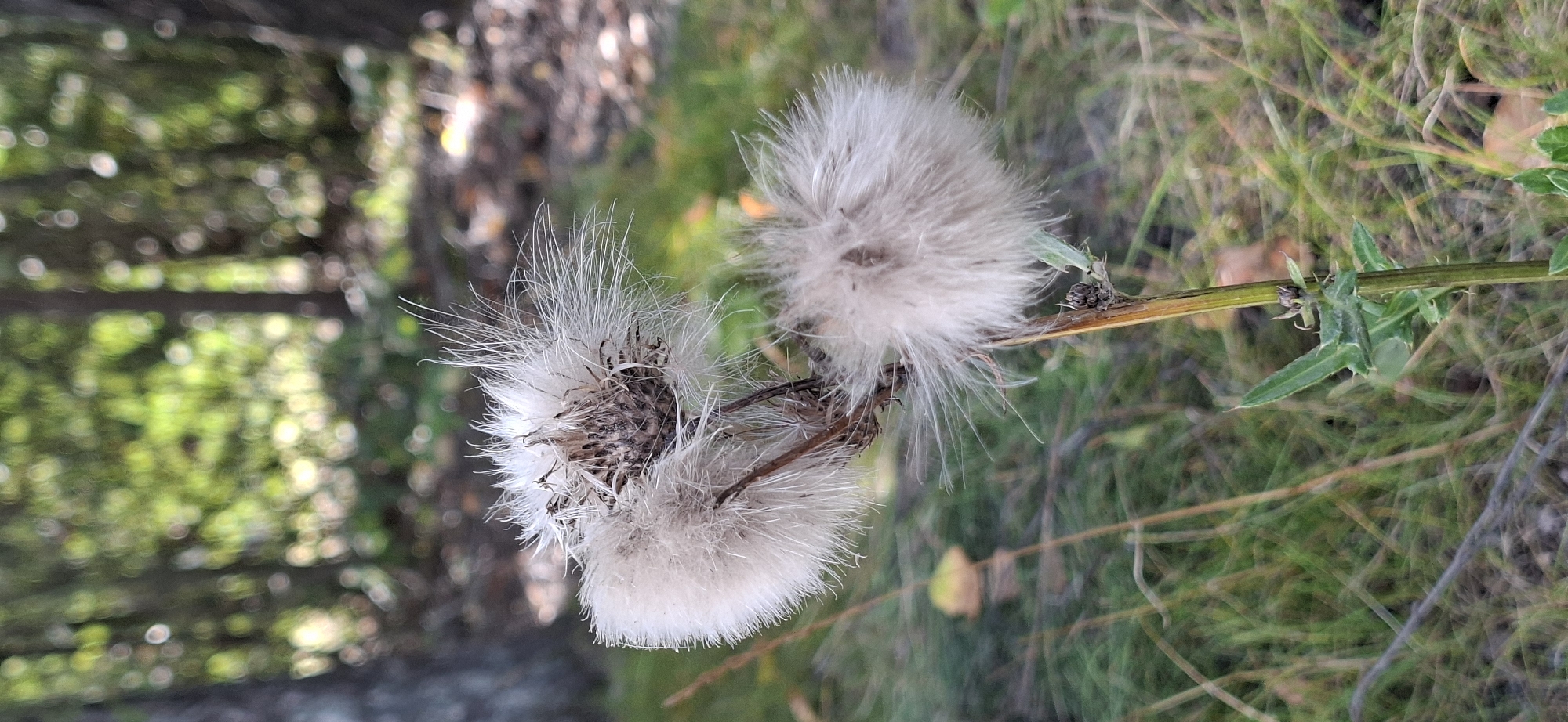 The image shows a close-up of a dried thistle seed head with its fluffy white seeds dispersed on a dry stalk. The thistle is situated in a natural outdoor environment with green grass and fallen leaves visible in the background. The background also shows blurred trees and sunlight filtering through them, indicating a forest or park setting. The overall lighting suggests it is daytime. The image does not contain any people, animals, or urban elements that would allow for identification of a specific location within Järvenpää, Finland.