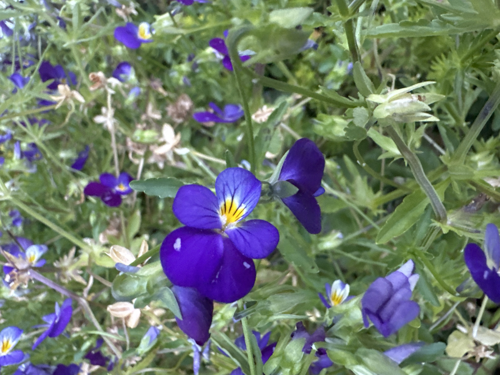 A close-up, eye-level shot captures a patch of vibrant purple and yellow pansies growing amidst green foliage. The flowers exhibit their characteristic velvety petals, with some featuring delicate yellow centers. The background is a soft blur of more purple and green vegetation, suggesting a garden or natural setting. The lighting is diffused, creating a gentle, natural feel. The specific location is within the city of Novoteritskiy, Russia.