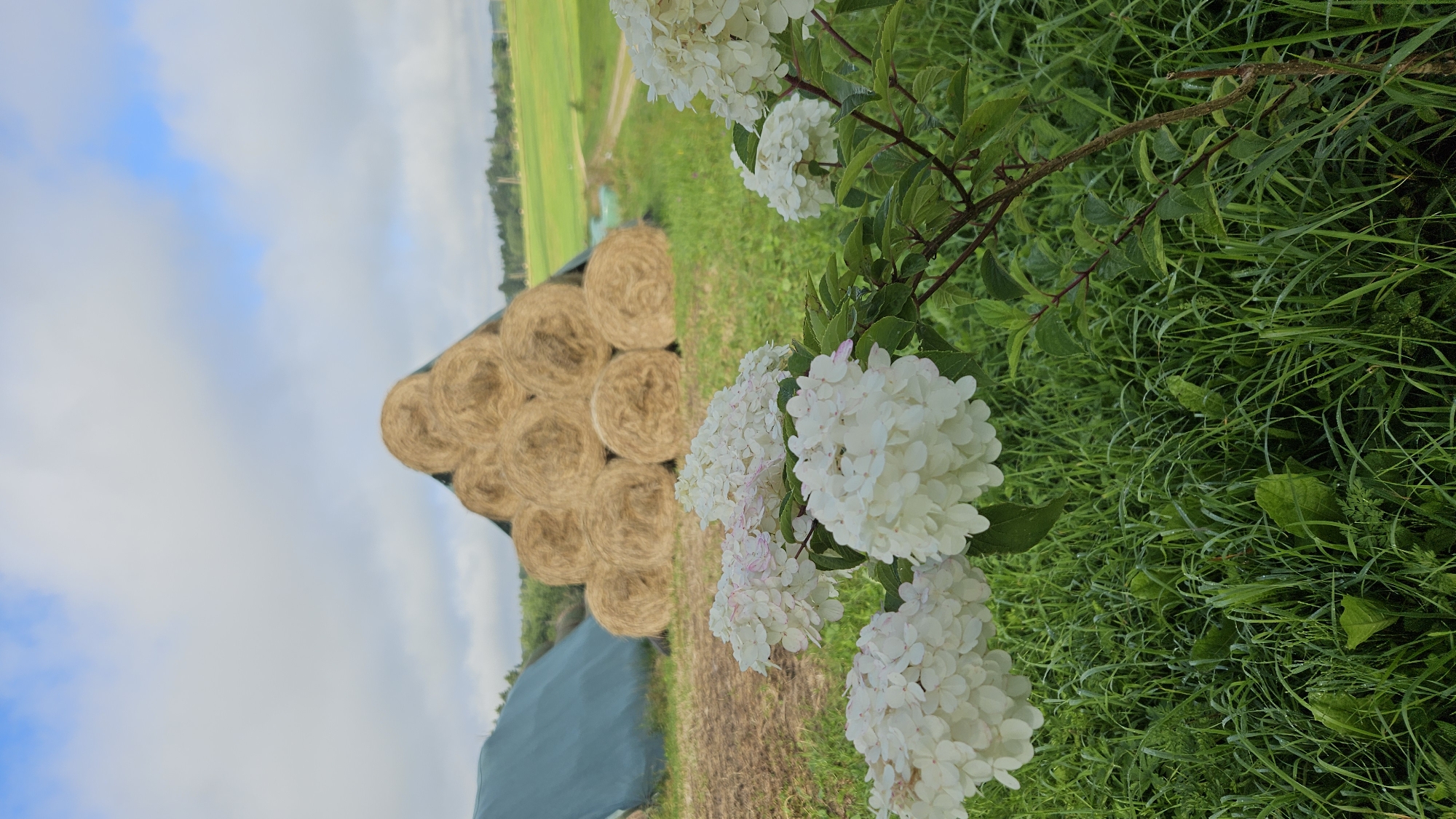 The image depicts a pastoral scene in Kapūņi, Latvia, featuring a stack of hay bales arranged in a pyramid shape under a partially cloudy sky. In the foreground, white hydrangeas with hints of pink are in bloom, their delicate petals contrasting with the lush green grass that appears to be covered in dew. To the left of the hay bales, a large, dark green tarp covers an unseen object or area. The background reveals a rolling green landscape with a dirt road winding through it, suggesting a rural setting. There are no people or animals visible in the frame. The lighting indicates it is daytime, likely morning or late afternoon due to the soft light and dew. The overall impression is one of tranquility and agricultural activity.
