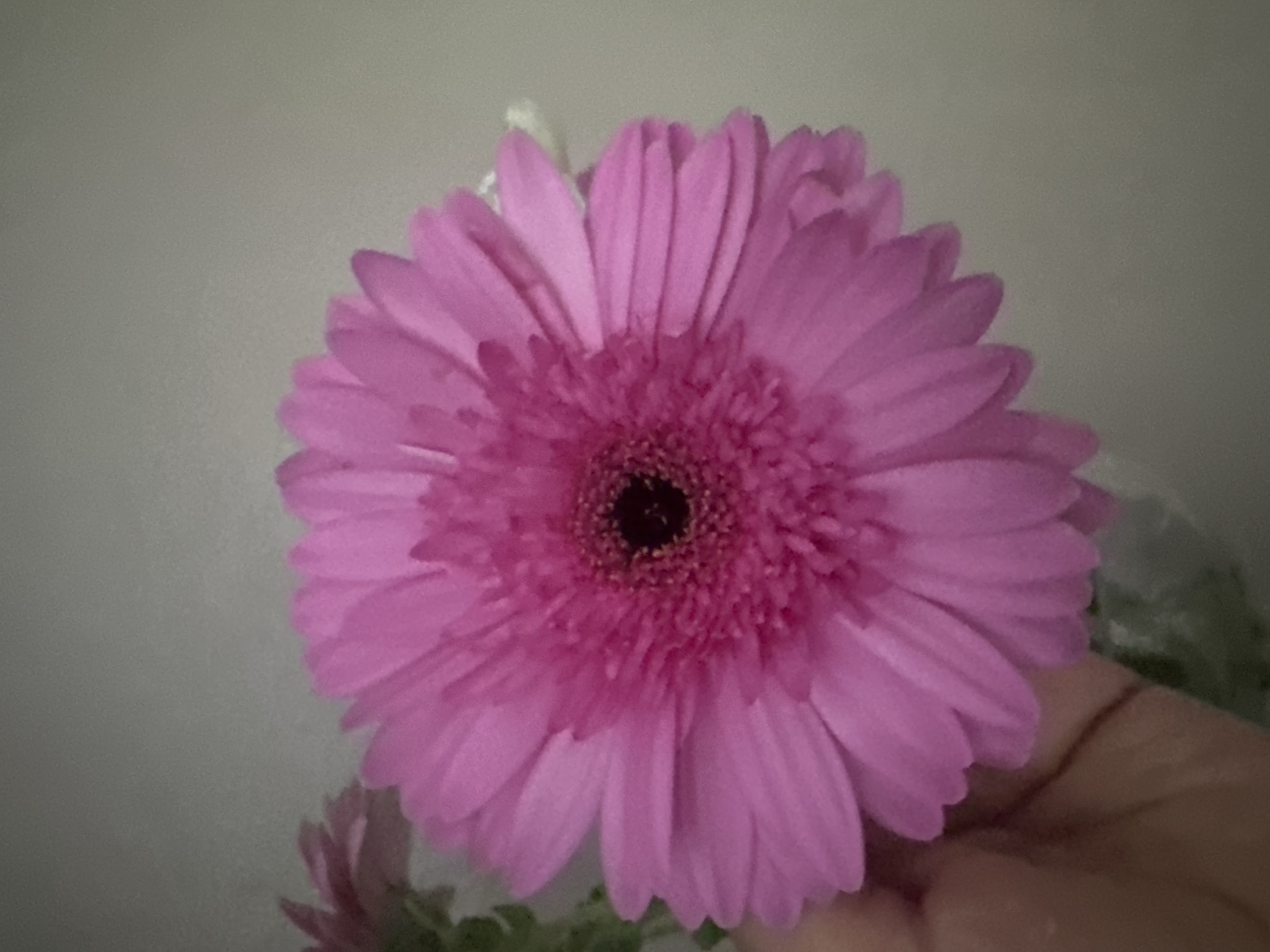 A close-up shot of a pink gerbera daisy with a dark center is shown against a blurry gray background. The petals are uniformly colored in a soft pink hue, and the dark center appears to be densely packed. A hand is visible in the lower right of the frame, indicating the flower is being held. Another smaller, blurry flower is also partially visible near the bottom left corner.
I cannot provide information about the location of the photo or suggest any link to the city of Гаревая, Russia. My analysis is limited to the visual content of the image.