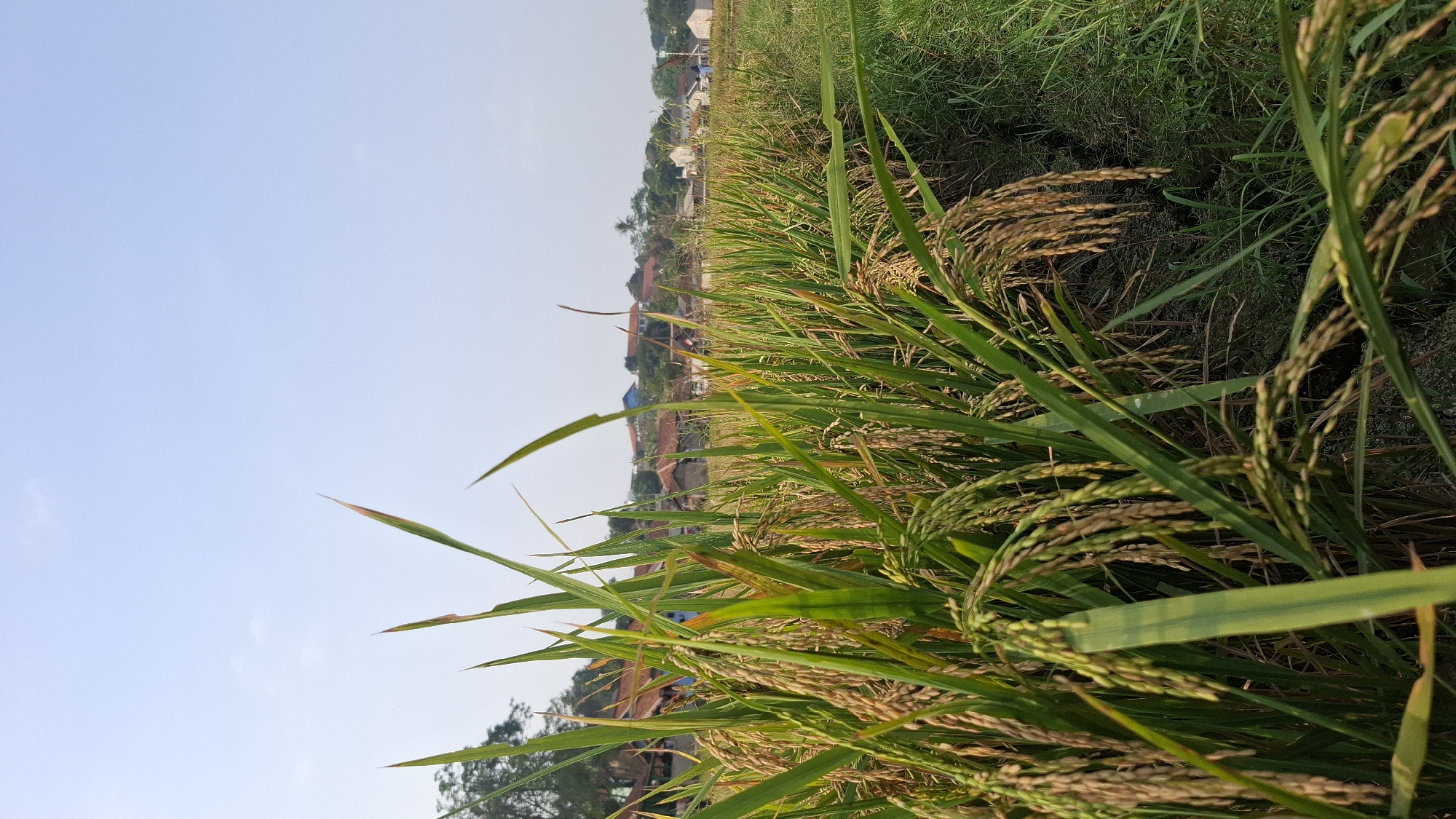 The image shows a close-up view of a ripe rice paddy in Cilaku, Indonesia. The foreground is dominated by stalks of rice, with their golden grains hanging heavy. The rice stalks are a vibrant green, with some showing signs of browning as they mature. In the background, a village is visible, with houses featuring red tile roofs. The sky is clear and blue, suggesting a sunny day. The overall scene depicts a rural landscape during harvest season.