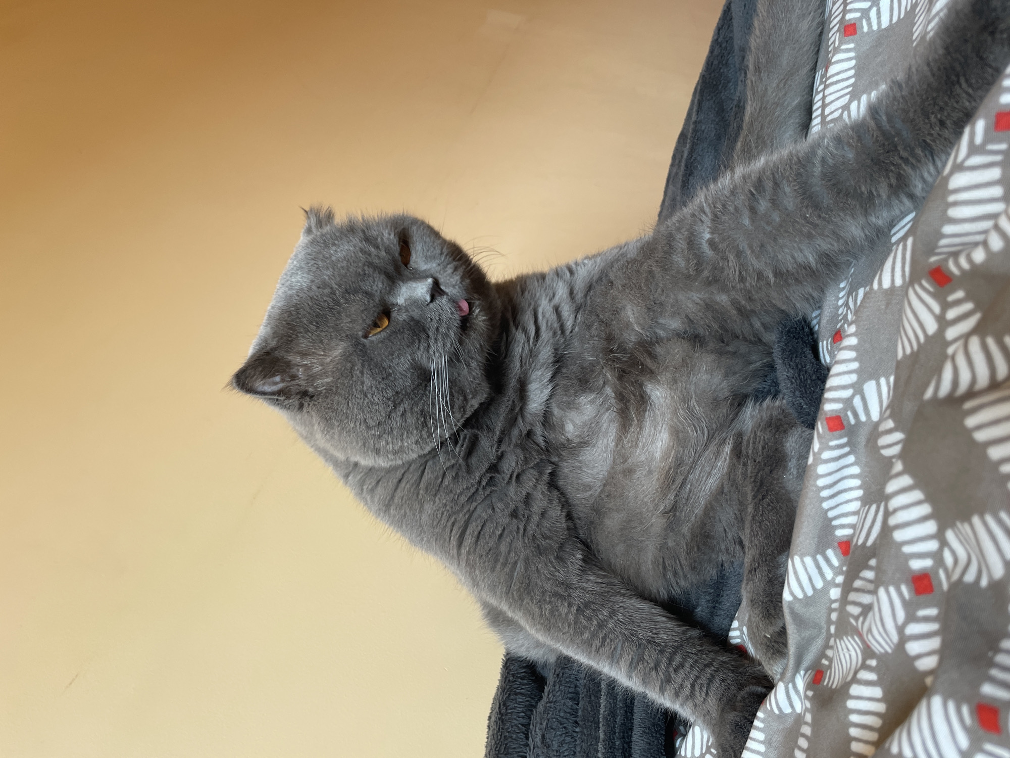 A fluffy gray cat is sitting on a bed with its tongue sticking out. The cat has amber eyes and is looking to the right. The bed is covered with a patterned duvet and a dark gray blanket. The background is a plain, light yellow wall. The scene appears to be indoors, in a domestic setting.