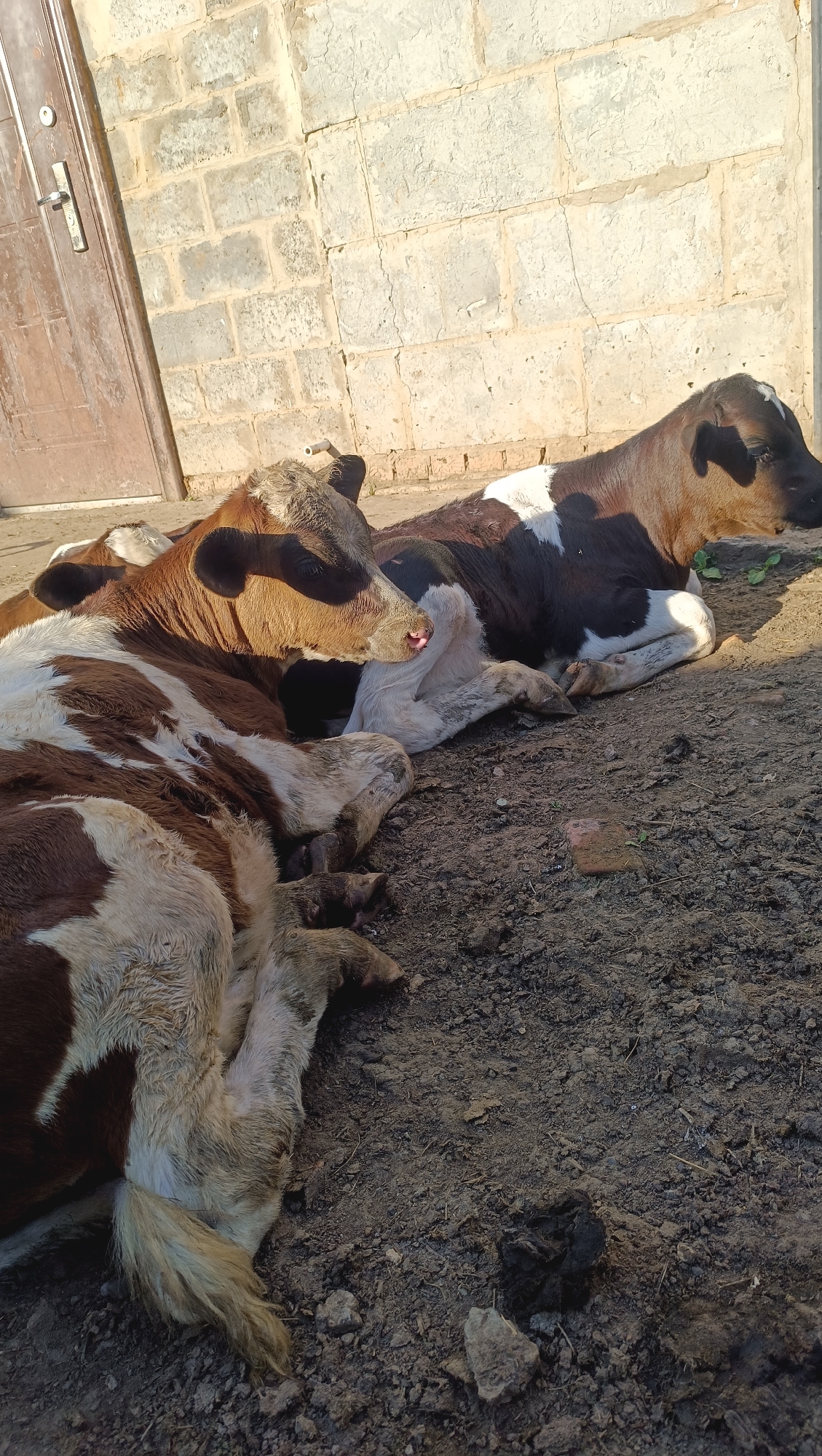 The image shows two calves lying on the ground in front of a brick wall and a wooden door. The calf in the foreground is brown and white, and appears to be resting its head on its leg. The second calf, partially visible behind the first, is also brown and white. The ground is made of dirt and small stones. The scene appears to be outdoors, possibly in a rural or semi-rural setting. There is no indication of the location being in the city of Karsha, Russia.