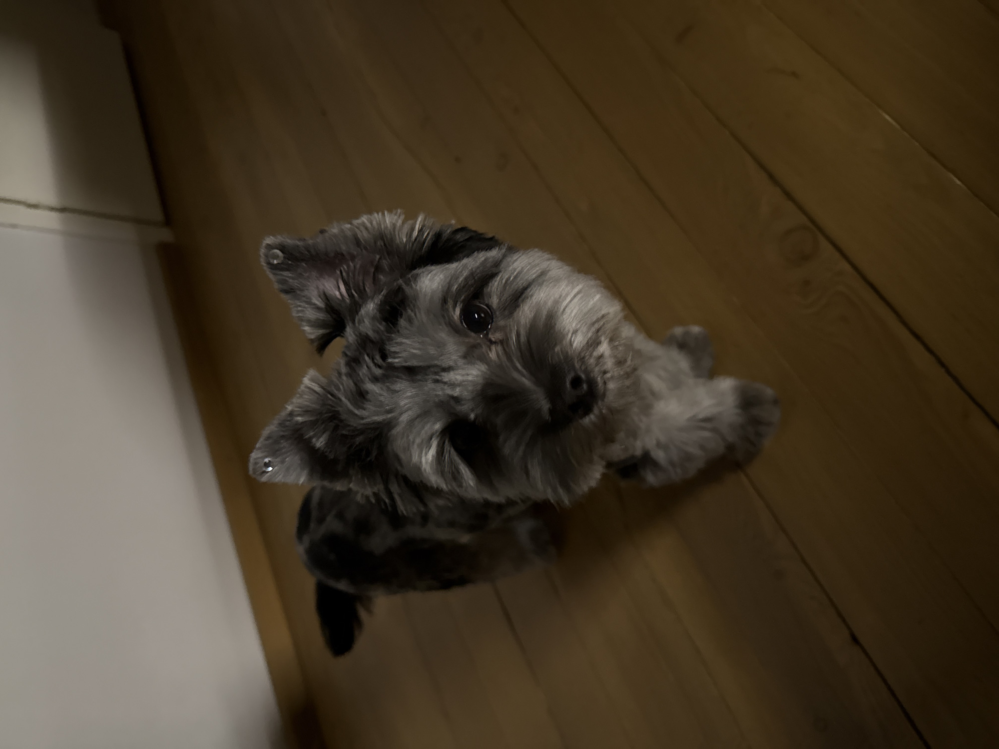 A small, grey and black dog with upright ears stands on a wooden floor. The dog is facing the camera and its head is slightly tilted. The background is a plain wall, illuminated by a light source to the left, casting shadows on the wall and floor. The lighting is dim, suggesting an indoor environment, possibly a home. There are no people visible in the image. The floor appears to be made of polished wooden planks.
