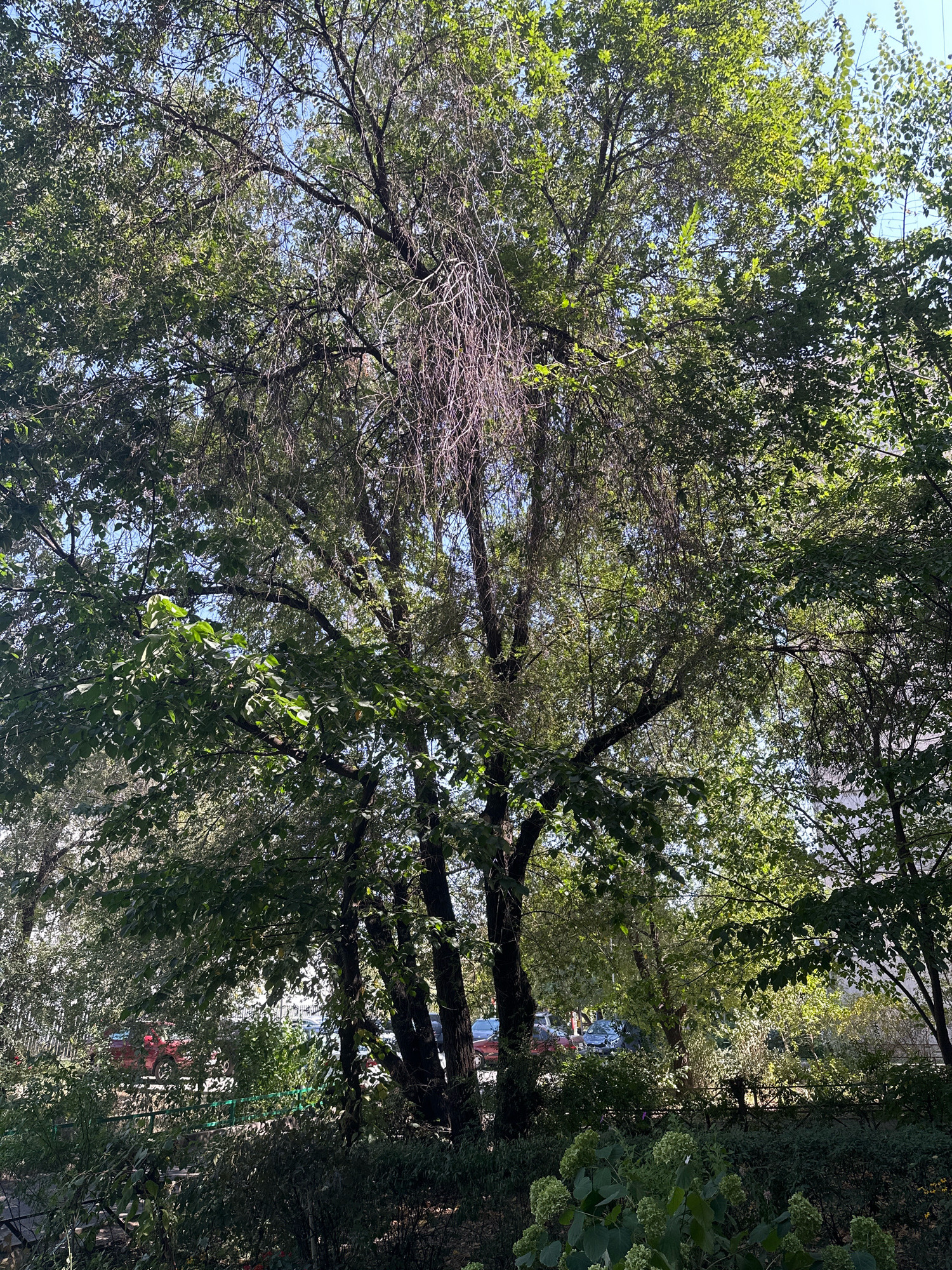 The image shows a dense canopy of trees with lush green foliage against a bright blue sky. Sunlight filters through the leaves, creating dappled patterns. Some branches appear to be bare or dead, particularly towards the center and upper left of the frame, with thin, stringy, dried-out tendrils hanging down. In the background, through the trees, a few cars are visible, including a red sedan and a dark-colored car, suggesting an urban or suburban setting. A green railing or fence runs horizontally in the middle ground. At the bottom of the image, there is a patch of greenery with large, pale green flower clusters, possibly hydrangeas. The scene appears to be outdoors, in a location that is not specified beyond being within the city of "Unknown".
