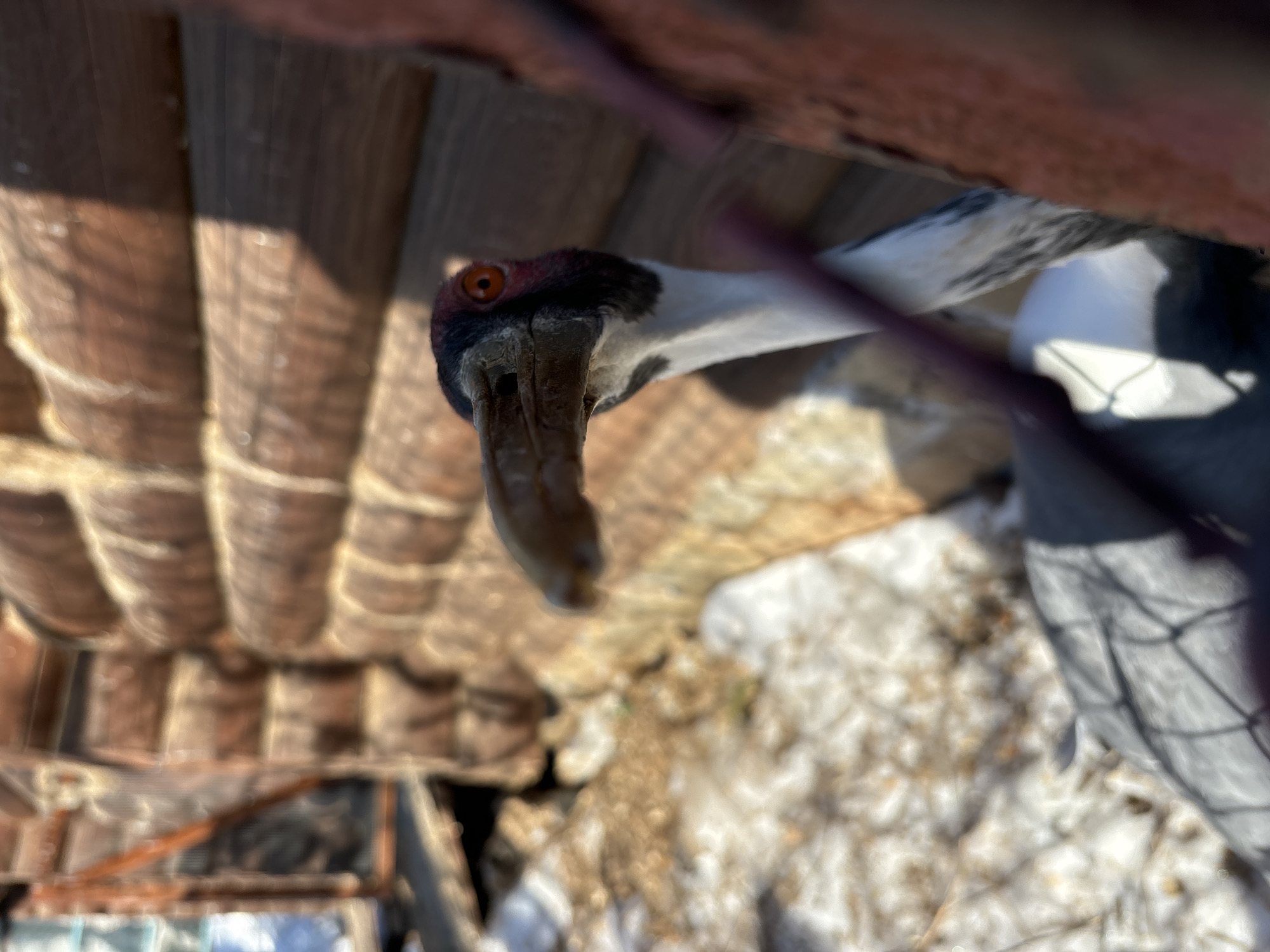 A headshot of a Sarus crane is visible, looking directly into the camera. The crane has a long, grey bill, a white neck, and a red head with a black cap. The photo is taken from a low angle, looking up at the crane. In the background, there are wooden structures and patches of snow. The location is Izhevsk, Russia, based on identification.