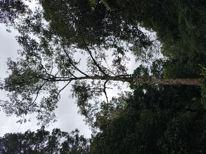 A tall tree with a light-colored trunk stretches upward into a cloudy sky. The tree's branches are widely spread, with green foliage against the grey backdrop. Dense green trees and foliage fill the bottom portion of the image, creating a framing effect. The perspective is looking up, highlighting the height of the main tree and the surrounding forest canopy.