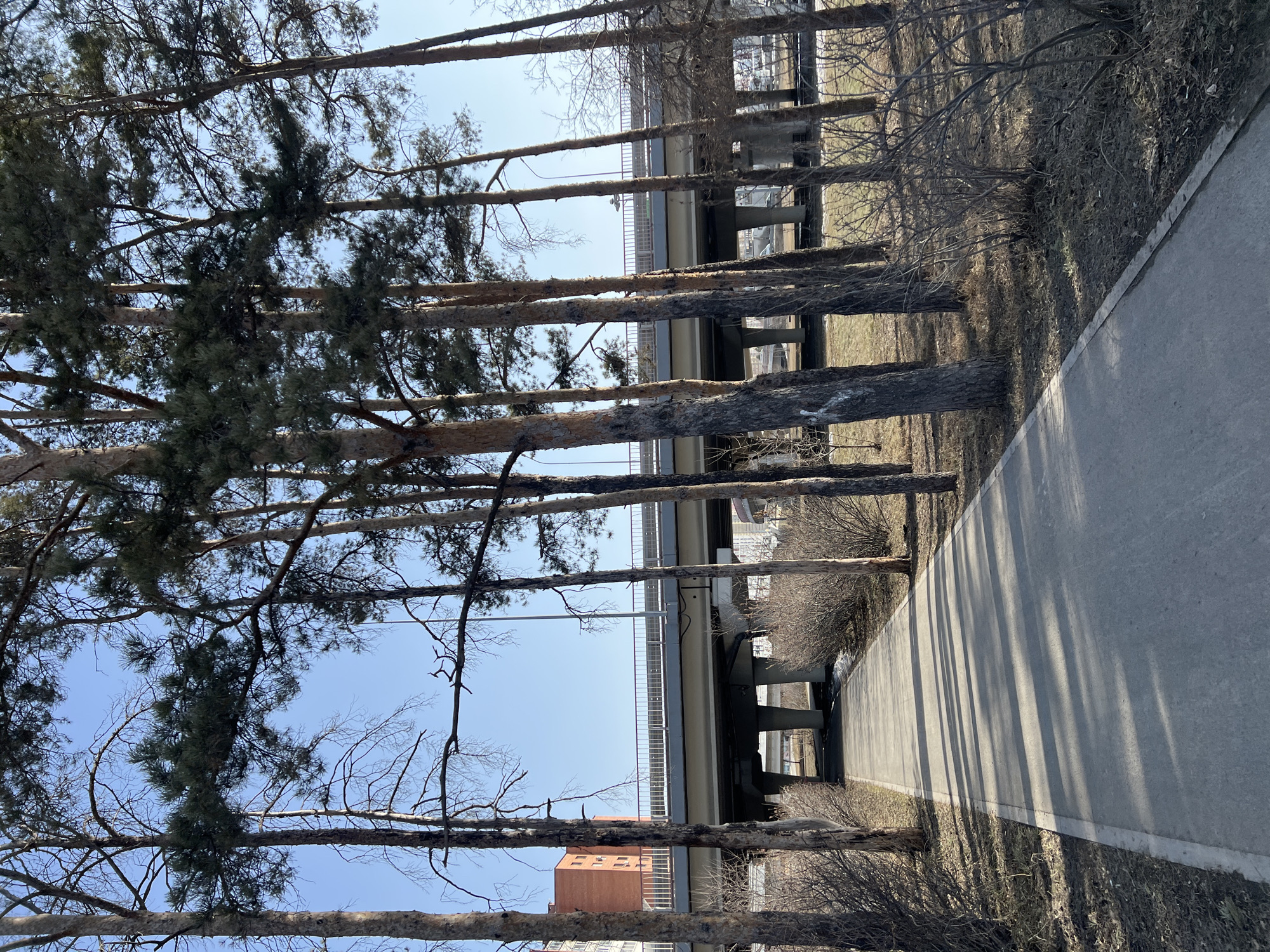 The image depicts an urban park environment in Tyumen, Russia, situated beneath and adjacent to a multi-level road bridge, specifically identified as the overpass structure near Permyakova Street, likely at its intersection with a major road like 50 Let Oktyabrya Street.
The scene is illuminated by clear daylight under a bright blue sky, casting long, distinct shadows from trees onto the ground, suggesting morning or late afternoon. A straight, grey paved pedestrian pathway, approximately 2 meters wide with concrete curbing, extends from the foreground center towards the background, passing underneath the main span of the bridge.
Numerous tall, slender pine trees with rough, reddish-brown bark line both sides of the pathway, primarily on the left and right sides of the frame. These trees possess dense, dark green needle canopies. Interspersed among the pines and in the foreground are bare deciduous shrubs and smaller trees, indicating a late winter or early spring season. The ground consists of dry, brownish-green grass and exposed dark soil, with small, melting patches of residual snow visible in the grassy areas to the right of the path.
In the mid-ground, a large, multi-level concrete road bridge (flyover/overpass) spans horizontally across the frame. Its underside reveals numerous thick, cylindrical grey concrete support pillars. The upper deck of the bridge features a grey metal guardrail or barrier along its edge, with streetlights visible on the structure. Beyond the bridge on the far left, a multi-story red-brick building with visible windows is partially obscured by tree branches. No individuals, vehicles, or specific activities are observable in the frame.