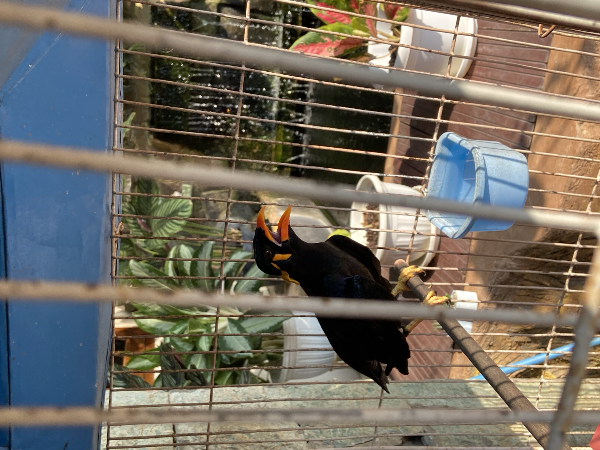 A black bird with an orange beak and yellow markings on its head is perched on a wooden rod inside a metal cage. The cage is in an outdoor setting, with plants and a small waterfall visible in the background. The bird is looking to the right with its mouth open. A blue plastic food or water dispenser is attached to the cage bars. The image appears to have been taken during the day, with sunlight casting shadows. The location is identified as Margorejo, Indonesia.