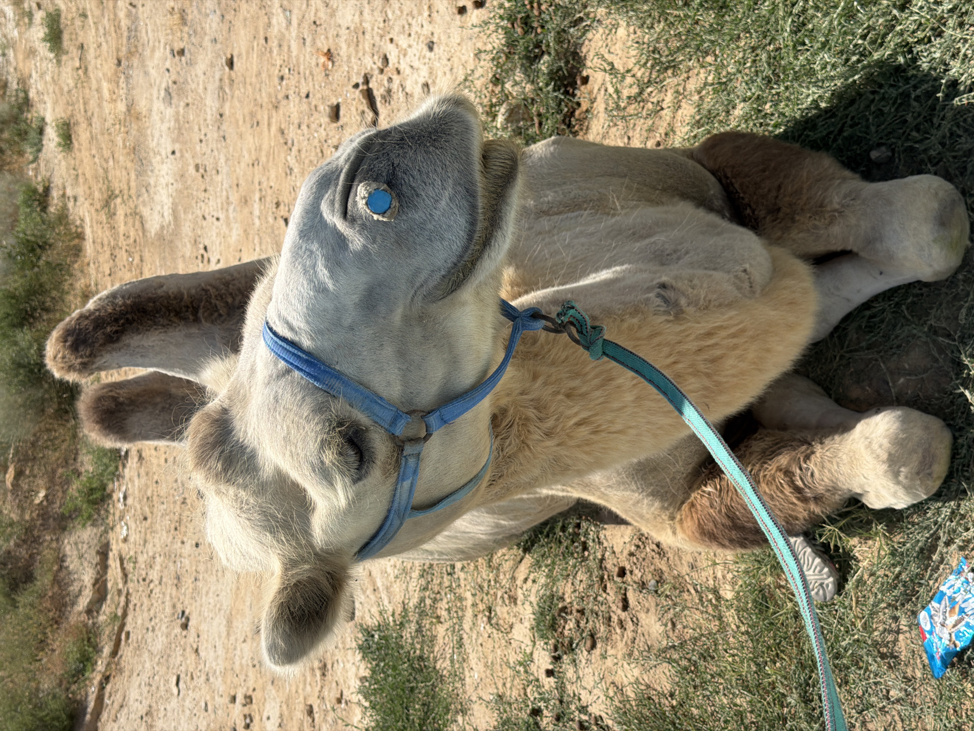 A dromedary camel with a blue halter and leash rests on a patch of dry grass and dirt, in the foreground of an arid landscape with sparse vegetation. The camel's head is turned to the right, revealing a bright blue decorative stud on its left eye socket. A crumpled blue and silver candy wrapper lies on the grass to the lower left of the camel. The scene appears to be outdoors, possibly in the region of Aktau, Kazakhstan, given the dry, desert-like environment.
