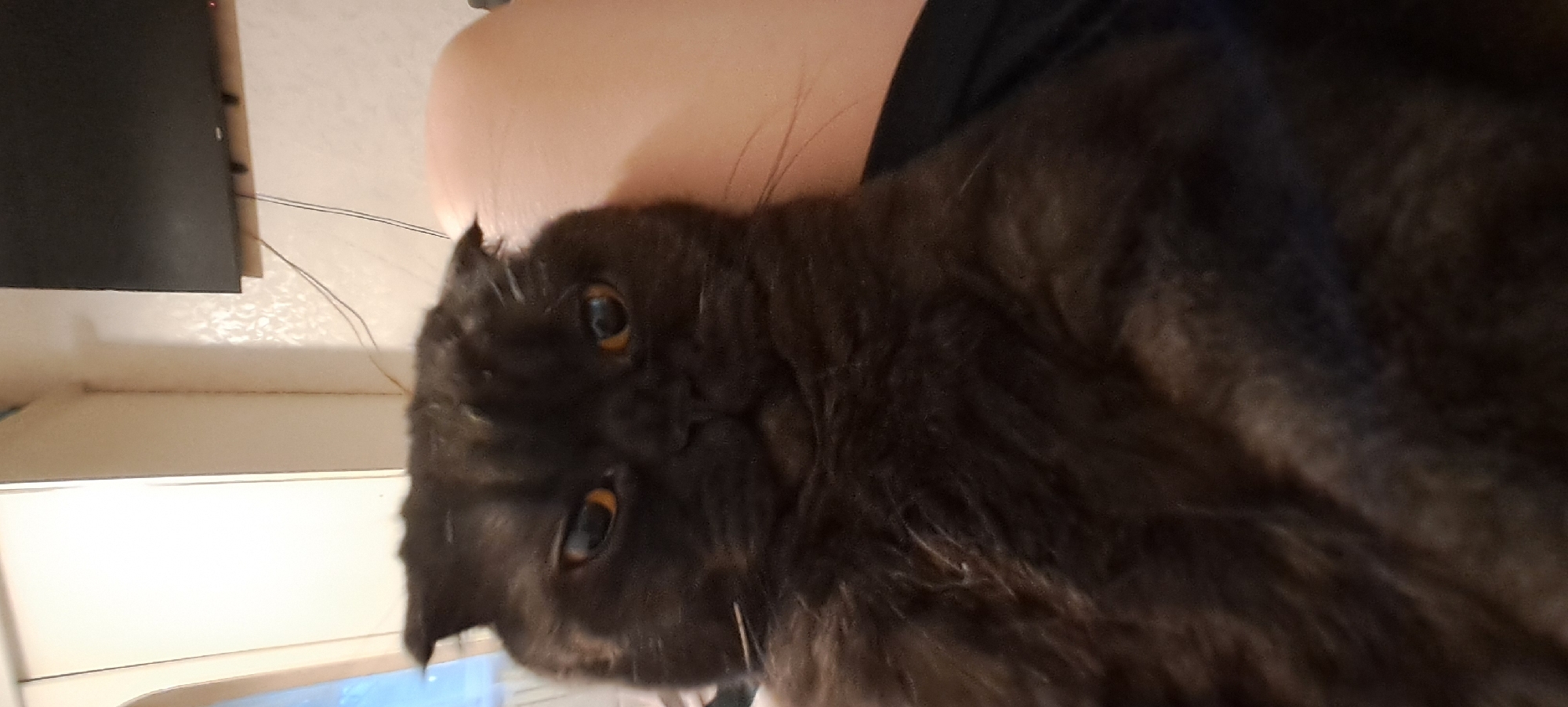 A fluffy, dark brown cat with amber eyes is reclining, with a human shoulder and collar visible behind the cat's head. The scene appears to be indoors, with a television, a shelf with an indiscernible object, and a wall with a light fixture visible in the background. It is not possible to determine the location of the image in the city of Yekaterinburg, Russia.