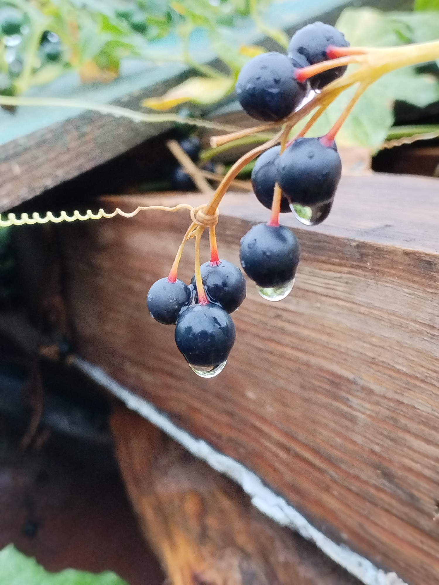 A cluster of dark berries, each with a small red tip and a clear droplet of water hanging from its bottom, is the primary subject of the image. The berries are attached to thin, pale yellow stems, which in turn are connected to a thicker, light brown stem. A coiling tendril, thin and pale yellow, extends from the left side of the frame, with its end tied to the stem of the berries.
The berries are positioned in the foreground and midground, with a shallow depth of field. Behind the berries, a weathered wooden surface with prominent grain is visible, running diagonally across the lower right of the frame. Above this wooden surface, a section of what appears to be a roof or structure made of weathered, greenish-blue material is visible, running horizontally. In the background, out of focus, are green and yellow foliage, suggesting an outdoor, natural setting. The lighting is soft, and the overall mood is serene and natural, possibly after rain given the water droplets on the berries. The image does not contain any people or evidence of human activity beyond the likely presence of the wooden structure and the tendril's connection. The setting is not identifiable as being in the city of Bialynichy, Belarus.