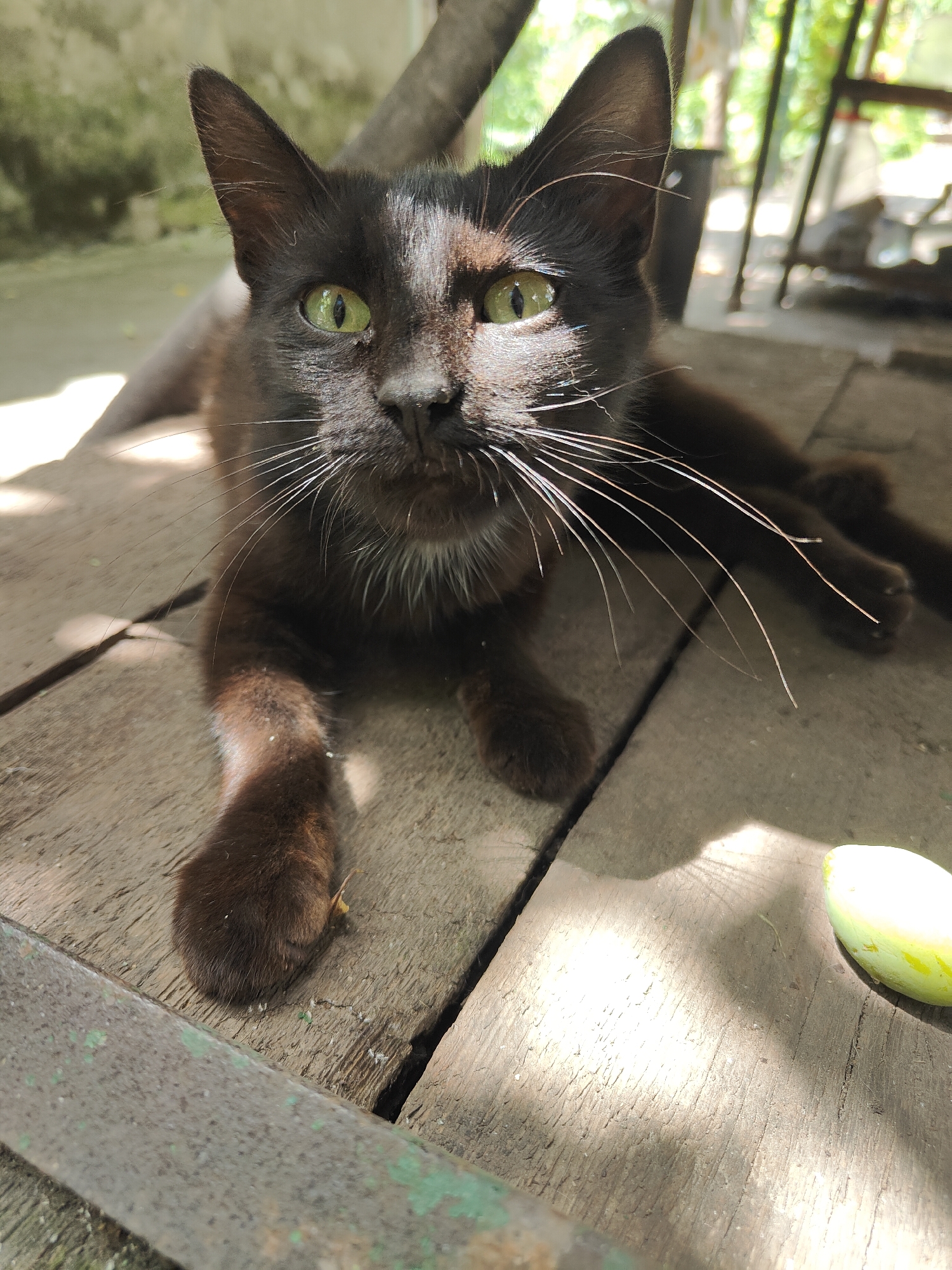 A black cat with striking green eyes is the central subject of the image, positioned on a weathered wooden surface. The cat is looking directly at the camera, with its body partially reclined. Sunlight filters through the scene, casting dappled shadows across the wooden planks and the cat's fur. In the background, out-of-focus foliage and structures suggest an outdoor setting, possibly a yard or a shaded area. To the right of the frame, a light green, oval-shaped object, possibly a fruit, rests on the wooden surface. The overall impression is of a serene, sunlit moment captured in an outdoor environment. The image has no visible connection to Kryvyi Rih, Ukraine.