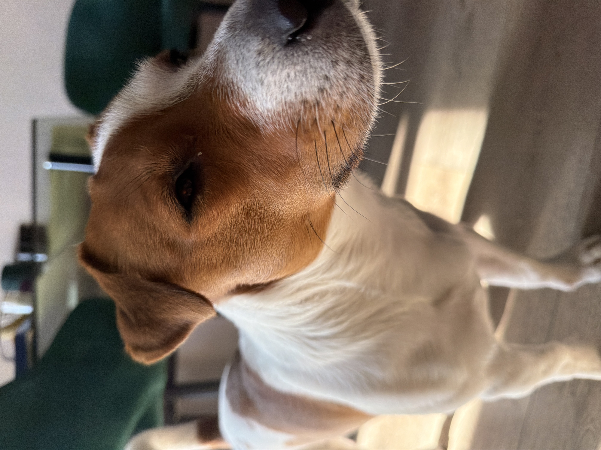 A close-up shot focuses on the head and upper body of a Jack Russell Terrier. The dog is primarily white with brown markings on its head and back. It is looking to the right of the frame, with its nose and mouth prominent. The background is blurred, showing hints of indoor furniture, possibly chairs and a table, bathed in natural light that casts shadows on the floor. The image does not contain any identifiable landmarks or elements that would place it specifically in Moscow, Russia.