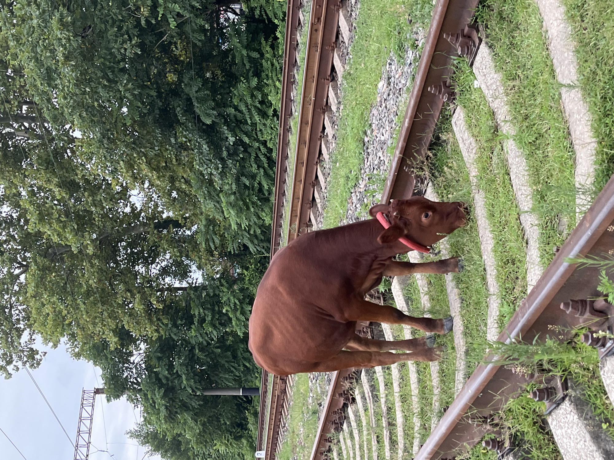 In Ureki, Georgia, a brown cow with a red collar grazes on grass growing between railroad tracks. The cow is positioned in the foreground, with its head lowered to eat. The railroad tracks run horizontally across the image, with concrete sleepers and gravel visible. Lush green trees form a dense backdrop behind the tracks, and the sky is overcast. Overhead power lines and supporting structures are also visible in the upper left portion of the image.