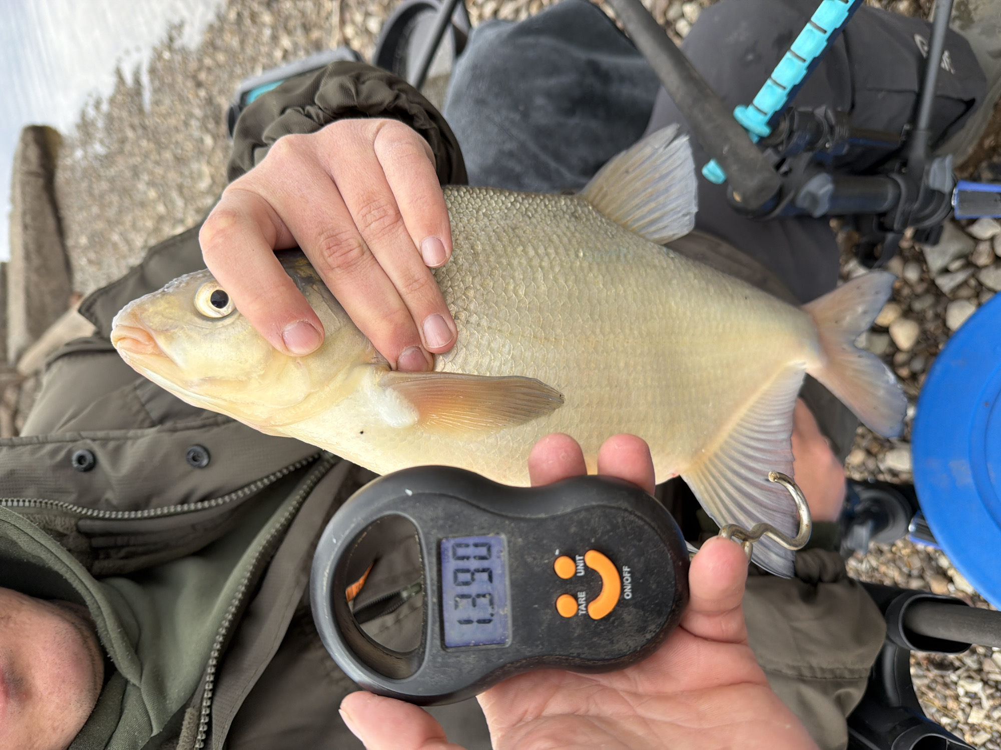 An overhead shot captures a person holding a freshly caught fish and a digital scale, set against a rocky, outdoor backdrop. The individual's face is partially visible in the bottom left, wearing a dark green, presumably insulated, jacket, suggesting cool weather.
The primary subject is a large, light-colored fish, likely a bream or similar species, held horizontally across the person's chest. Its body is covered with fine scales, and its fins are clearly visible.
In the person's right hand, a black digital fishing scale is prominently displayed. The blue digital screen on the scale shows the reading "1.390", indicating a weight of 1.390 units, most likely kilograms. The scale features orange buttons labeled "TARE", "UNIT", and "ON/OFF". A metal hook extends from the bottom of the scale, positioned near the fish's tail, though it's not actively hooked to the fish in this moment.
The scene takes place outdoors on a rocky or pebbly shore, characteristic of a river or lake bank. Partially visible fishing rods and equipment, with blue and black elements, are in the background, along with a blue bucket or container. In the distant left background, patches of snow or ice are visible, confirming a cold environment. The time of day appears to be daylight. The setting is Chaikovsky, Russia. The image depicts the act of weighing a caught fish.