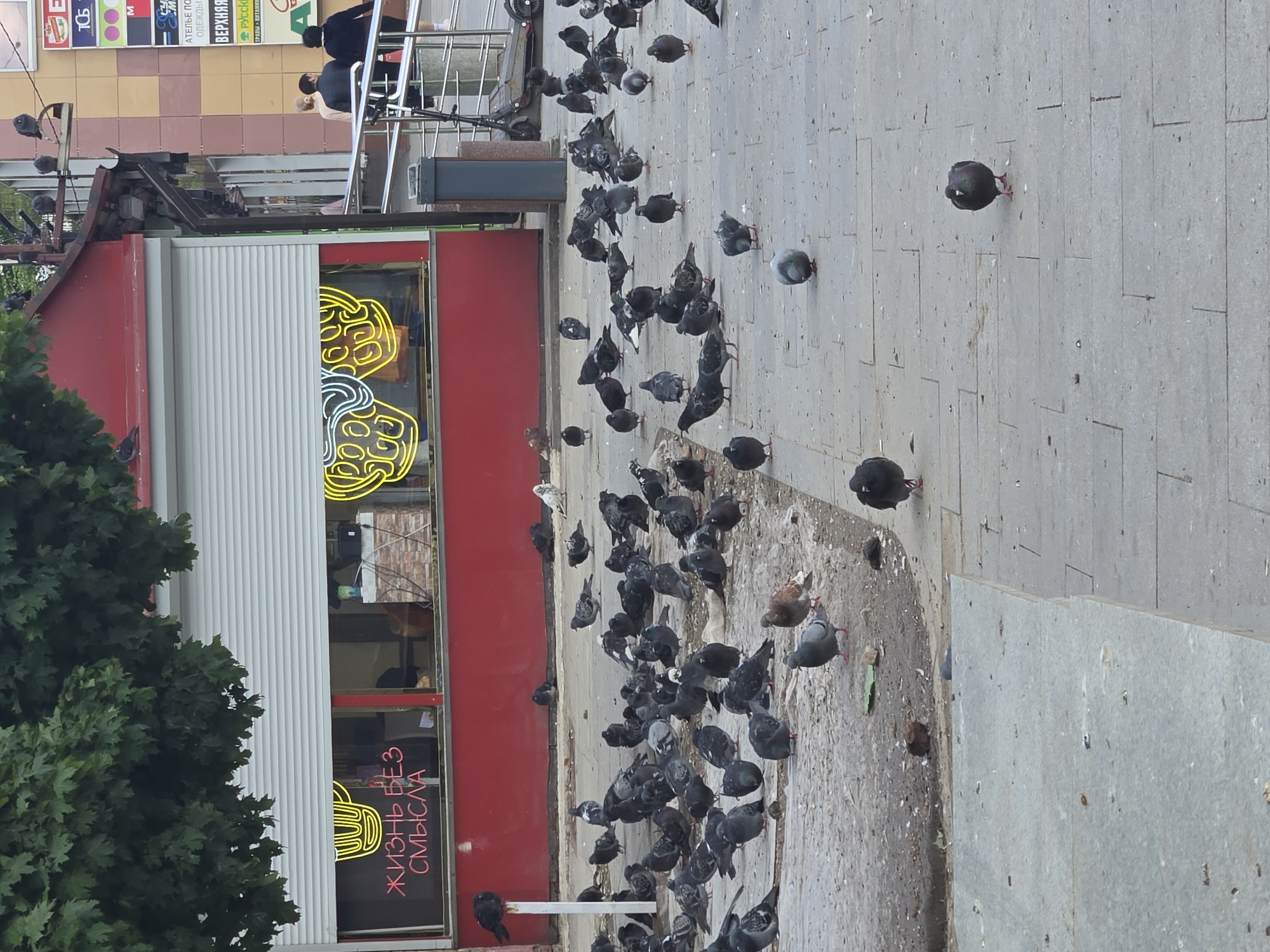 The image depicts a flock of pigeons gathered on a paved city sidewalk in front of a red building with a white roll-up door. A neon sign in Russian, reading "ЖИЗНЬ БЕЗ СМЫСЛА" (Life without meaning), is visible through a window in the building. A tree with green leaves overhangs the scene. Several people are walking on a ramp in the background, and a scooter is parked near a railing. The ground is littered with debris. The overall setting suggests a public urban space.