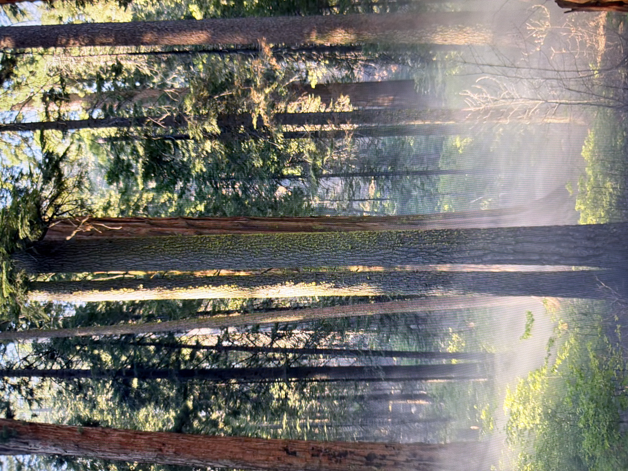 The image displays a dense forest with tall, thick trees. Sunlight filters through the canopy, creating streaks of light and shadow on the forest floor. A light mist or fog hovers near the ground, obscuring the lower portions of the trees and vegetation. The trees appear to be coniferous, with rough bark and dense foliage. There is undergrowth of green shrubs and some dead, leafless branches. The scene is tranquil and natural, with no human presence or artificial elements visible. The provided crops offer closer views of the tree trunks and the interplay of light and mist. The image does not depict any identifiable locations within the city of Kyiv, Ukraine.