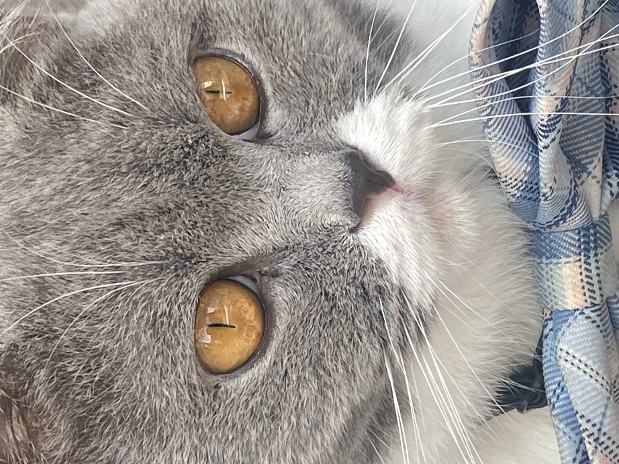 This is a close-up, eye-level shot of a cat's face, positioned at Cam Ly - Da Lat, Vietnam. The cat, a British Shorthair, has striking amber eyes with vertical pupils and a predominantly grey coat with white markings on its chest and muzzle. Its fur appears soft and dense. The cat is wearing a blue and white plaid bow tie. The background is blurred, but suggests an outdoor setting possibly within a park or garden in Cam Ly. There are no other subjects or objects clearly visible in the frame besides the cat and its accessory. The lighting is natural and illuminates the cat's features, highlighting the texture of its fur and the details of its eyes.