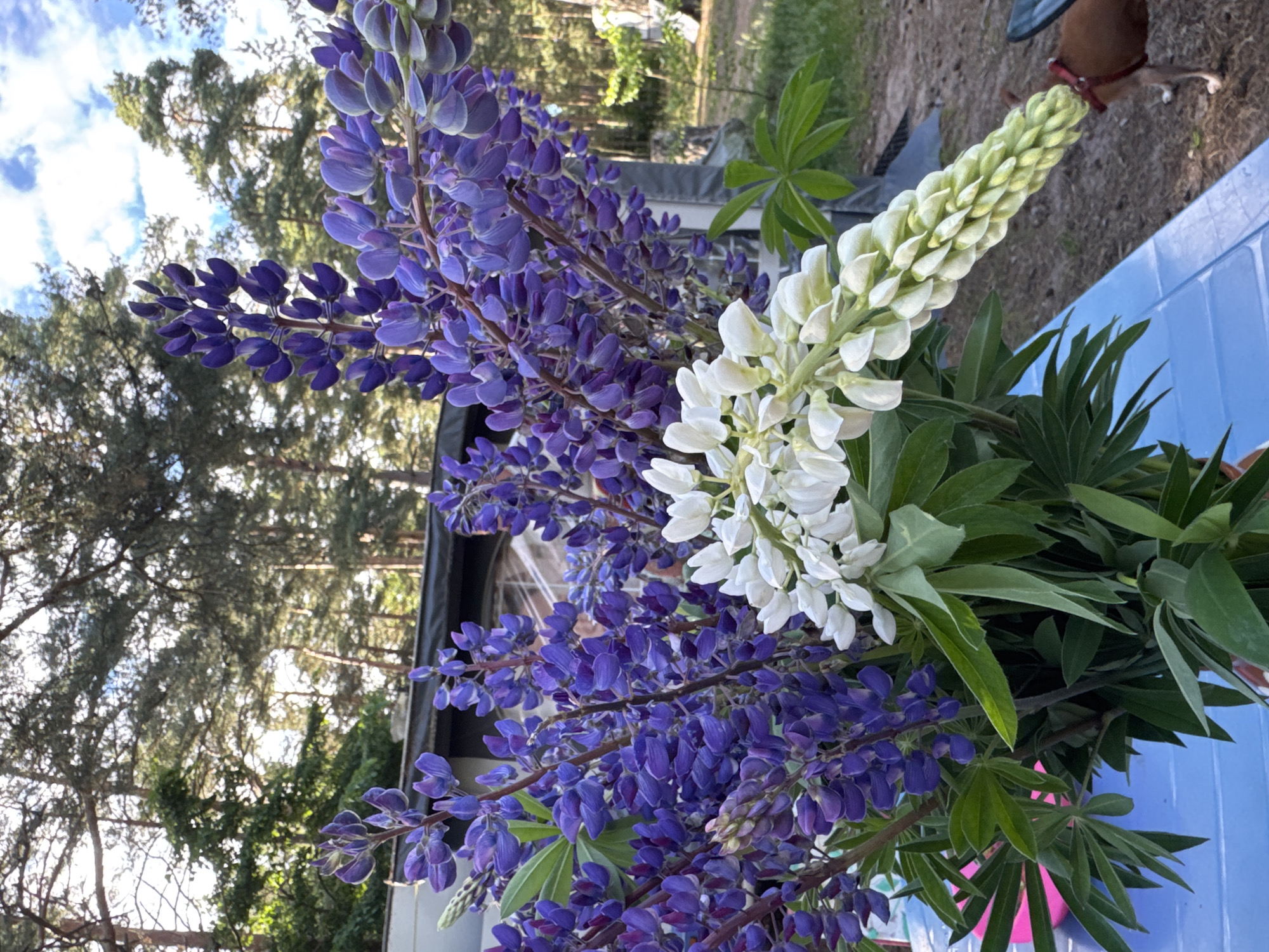 A bouquet of purple and white lupine flowers sits on a blue table in Zelenaya Roshcha, Russia. The bouquet is in the foreground, with the flowers extending upwards. In the background, a campervan is parked, and a brown dog wearing a red collar is visible to the right of the image. Pine trees and a cloudy sky form the backdrop. The scene appears to be outdoors in a natural setting.