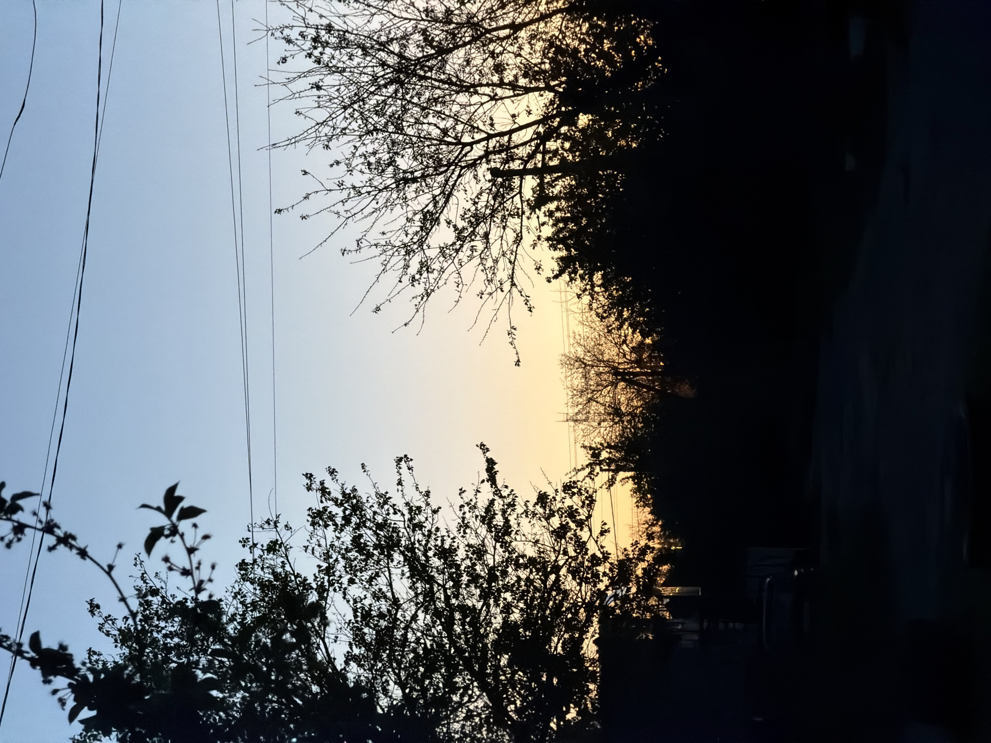The image, rotated 90 degrees clockwise from its original orientation, captures a twilight scene, likely a sunset or sunrise, with a clear sky displaying a gradient of colors. The upper left portion of the sky is a soft, light blue-grey, gradually transitioning to a warm, glowing orange-yellow towards the lower right, where the sun's light is concentrated.
Dominating the frame are the dark silhouettes of trees and their branches. On the right side, a large tree with intricate, mostly bare branches is sharply outlined against the bright sky. In the lower left, another dense mass of trees or bushes, appearing more leafy, is silhouetted. These natural elements frame the vibrant sky.
Stretching across the upper left section of the sky are several thin, dark power lines, suggesting the presence of human infrastructure within this natural setting. The ground and any structures below the horizon are plunged into deep shadow, appearing as indistinct, dark masses that hint at buildings or dense foliage in the background.
No specific activity or event is taking place; the scene is static and serene. The light and colors indicate a peaceful moment at the beginning or end of the day. There are no visible people or discernible text in the image. The weather appears clear, with no clouds obscuring the sky.