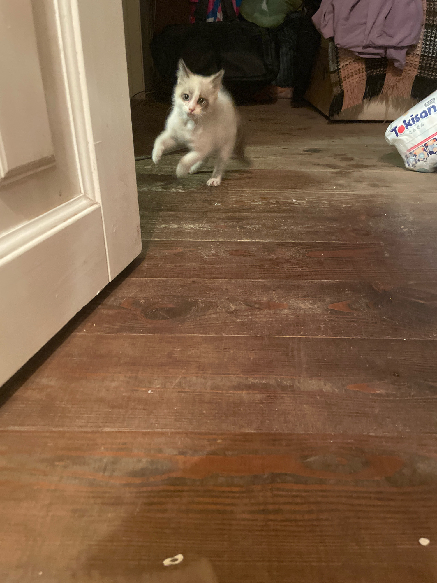 A light-colored kitten with blue eyes is captured mid-stride on a wooden floor in an indoor setting. The kitten appears to be moving from right to left, with its front paws extended and its body angled slightly forward. The floorboards are wide and appear weathered, with visible grain and some lighter-colored smudges or debris scattered across the surface. To the left of the kitten, a portion of a white doorframe is visible, with its trim and a slight gap at the bottom. In the background, the scene is dimly lit, with hints of furniture and a light-colored blanket draped over something. A white package with red and blue writing is partially visible on the floor to the right of the kitten. The overall impression is that of a casual, lived-in indoor space. The location is not specified to be in Luniniec, Belarus.