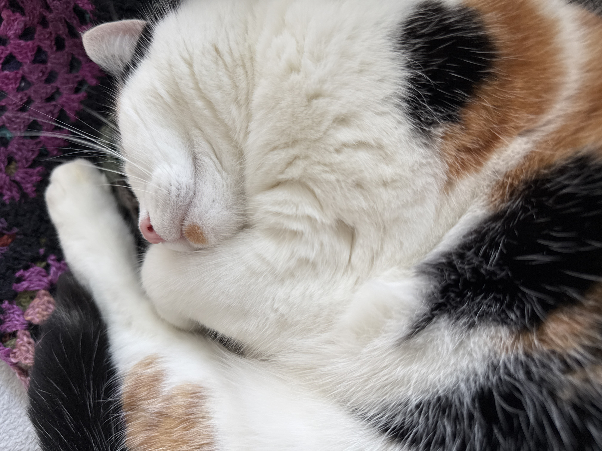 The image shows a close-up, overhead view of a calico cat sleeping. The cat is curled up, with its face tucked into its body. Its fur is a mix of white, black, and orange patches. The cat's pink nose is visible, and its whiskers are fanned out. It appears to be resting on a textured surface, possibly a blanket or cushion, with hints of purple and black in the background, suggesting a woven or knitted material. The lighting is soft, casting gentle shadows and highlighting the texture of the cat's fur. There are no people or other animals visible in the frame. The scene is indoors, in a domestic setting. The image does not contain any information that could be used to determine its location in Harstad, Norway.