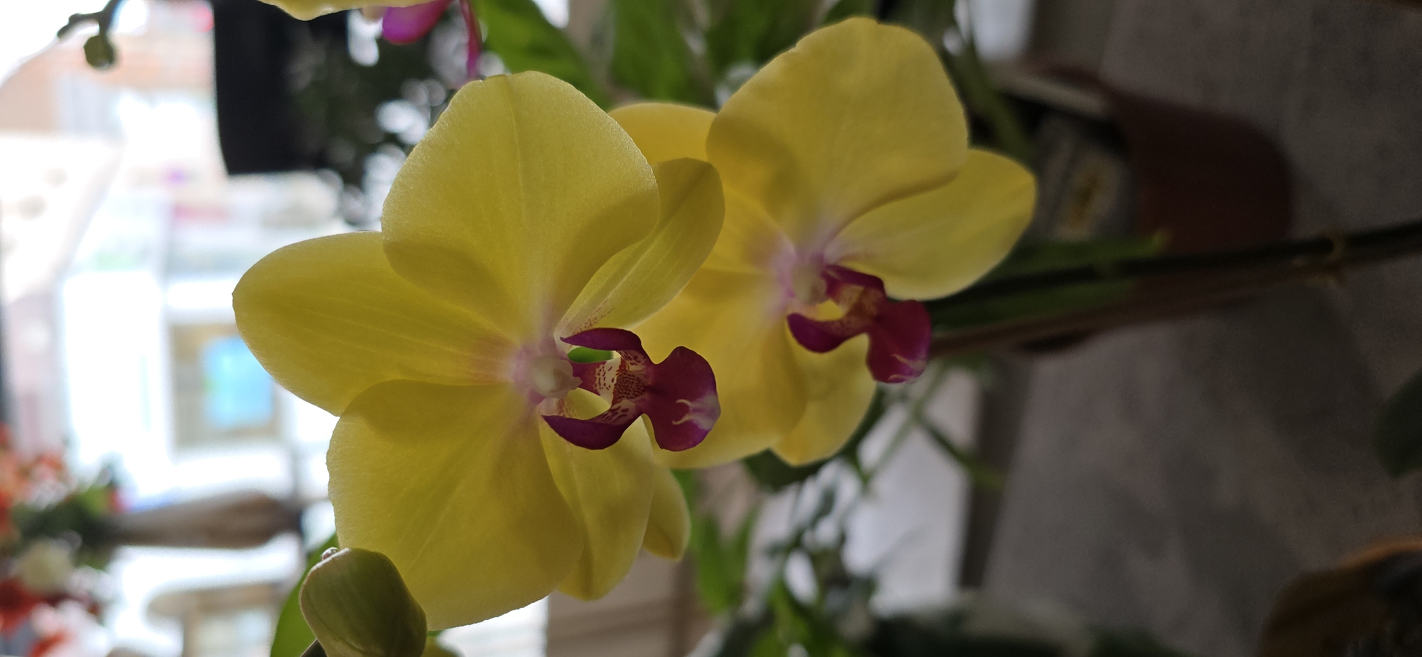 Two yellow orchids are in focus in the foreground, with maroon centers. The orchid on top is slightly larger and more to the left than the one below it. A green orchid bud is visible to the left of the top orchid. The background is blurred, showing hints of a vase with flowers, greenery, and a window with an out-of-focus building visible outside. The orchids are in a brown pot. The overall scene appears to be indoors, near a window.