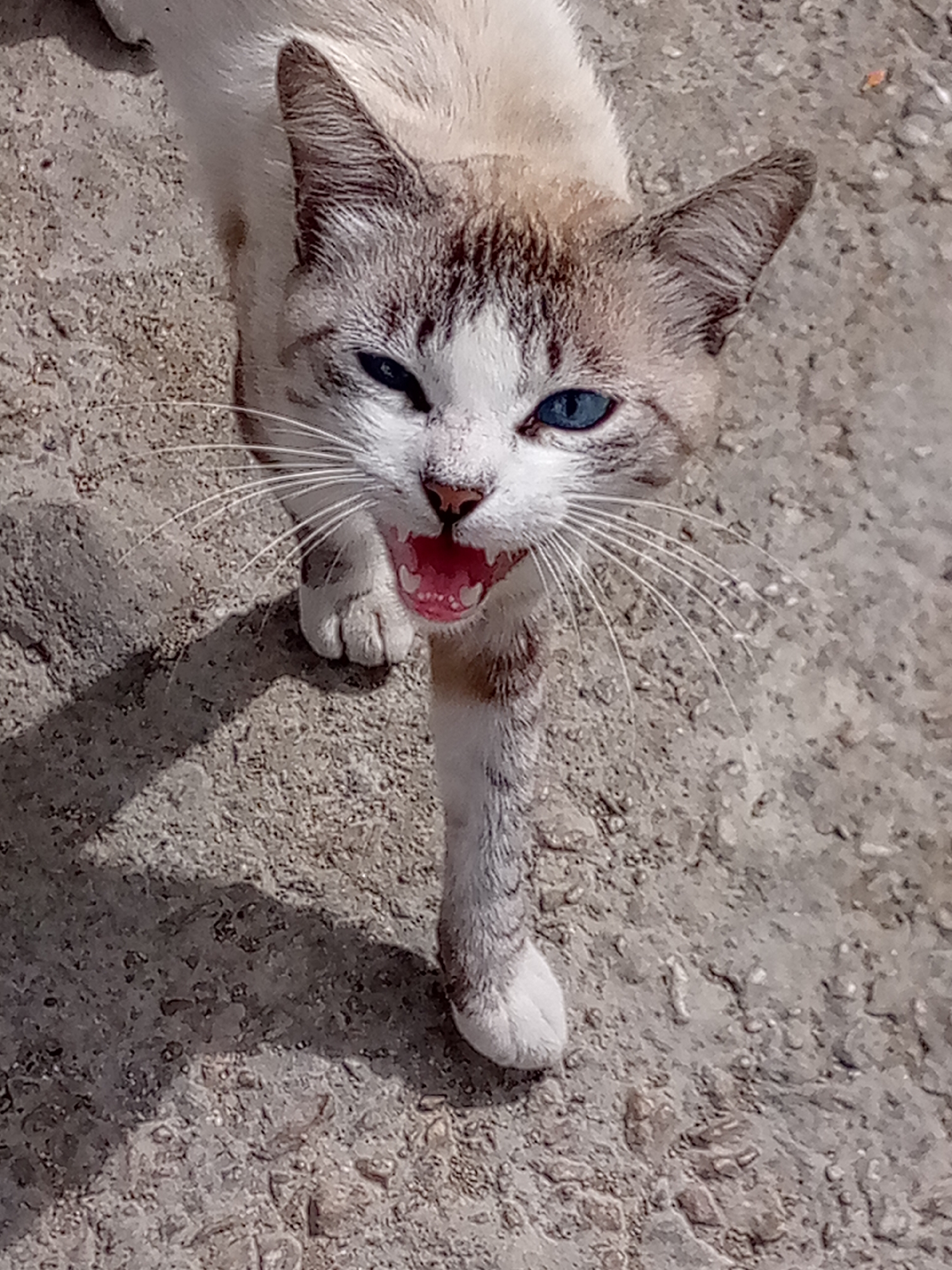 A medium-shot, high-angle outdoor photograph captures a domestic cat walking on a rough, light-colored concrete or paved surface in Las Guevaras, Venezuela. The cat has striking blue eyes and a coat of white and light brown/cream fur, with prominent tabby-like grey-brown markings on its ears, forehead, and paws. Its mouth is wide open, revealing a pink tongue, gums, and small teeth, indicating it is likely meowing loudly, hissing, or possibly yawning. Long white whiskers extend prominently from its muzzle.
The cat's left front paw is extended forward, mid-stride, suggesting movement towards the viewer. Strong, direct sunlight illuminates the scene, casting dark, defined shadows from the cat onto the ground, indicating it is daytime, possibly midday. The ground surface is textured with small stones and irregular patterns. No visible text is present in the image. The cat's expression conveys a sense of vocalization or strong emotion.