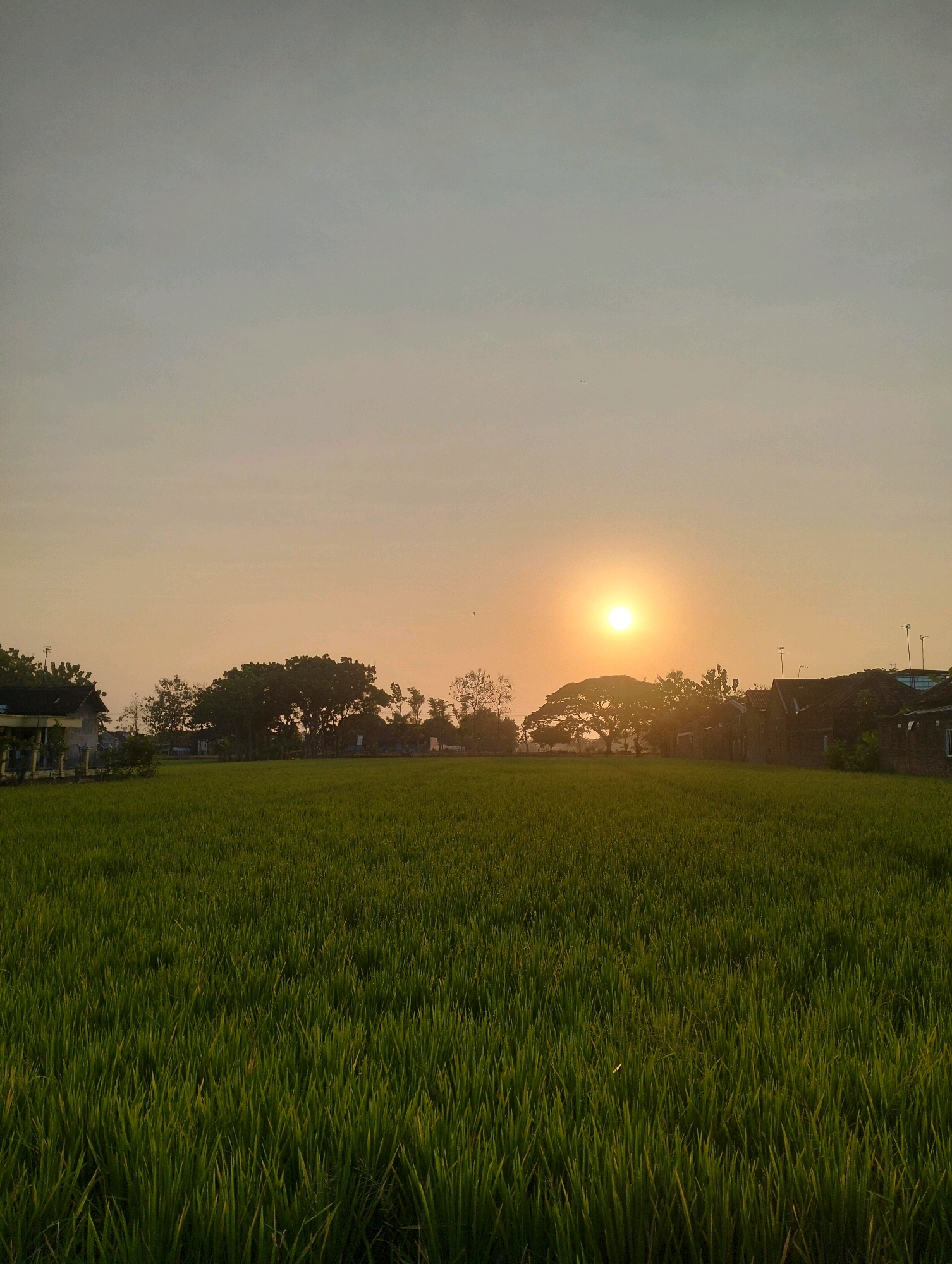 This image depicts a rural landscape at sunset, likely in the city of Sragen, Indonesia. The foreground is dominated by a vibrant green rice paddy, stretching from the bottom of the frame upwards. The sun, a bright orb of light, is positioned in the upper right quadrant of the sky, casting a warm, golden hue over the scene. Silhouetted against the setting sun are a cluster of trees, some of which are quite large and leafy, as well as several traditional Indonesian houses with tiled roofs. The sky transitions from a pale yellow near the horizon to a soft gray at the top of the frame, indicating the late hour of the day. A few small, dark specks in the sky might be birds. The overall impression is one of tranquility and natural beauty.